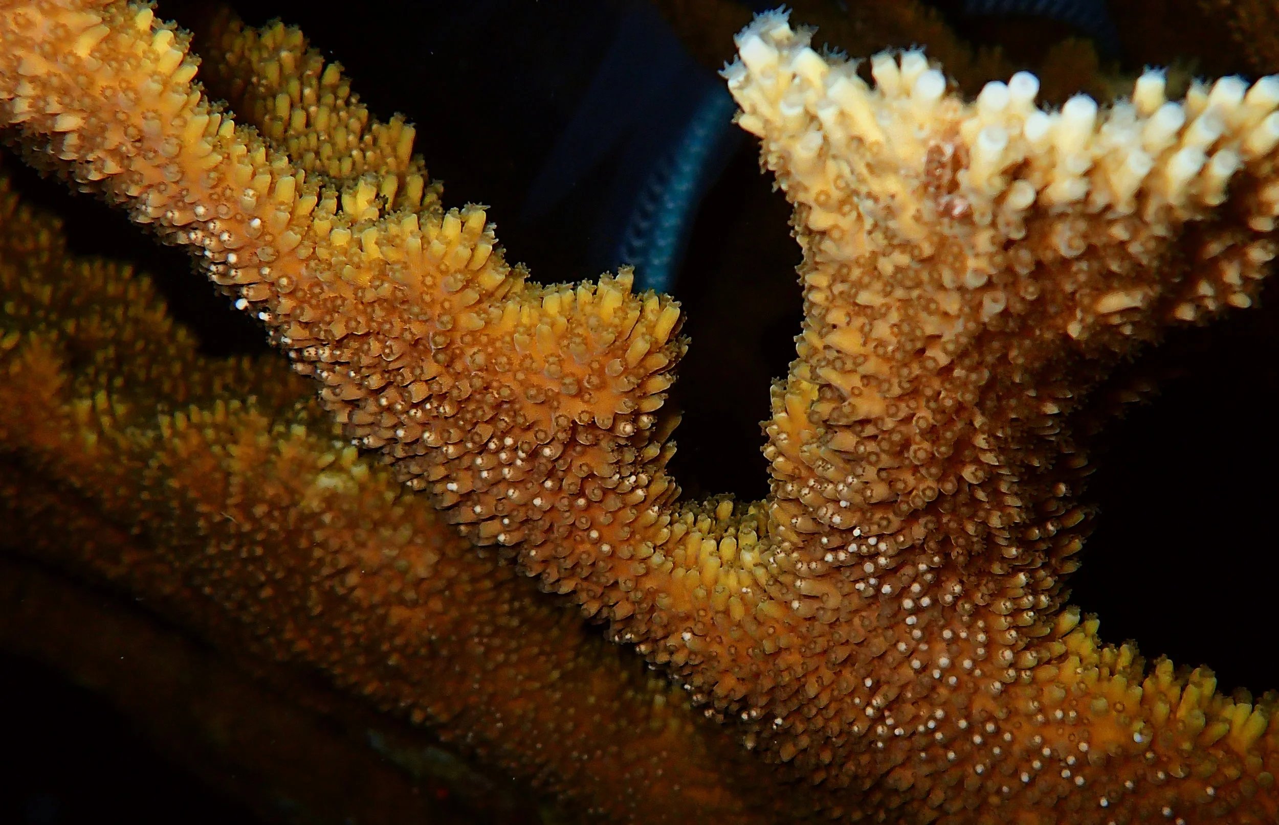 The polyps on these A. palmata branches are poised to release their bundles.