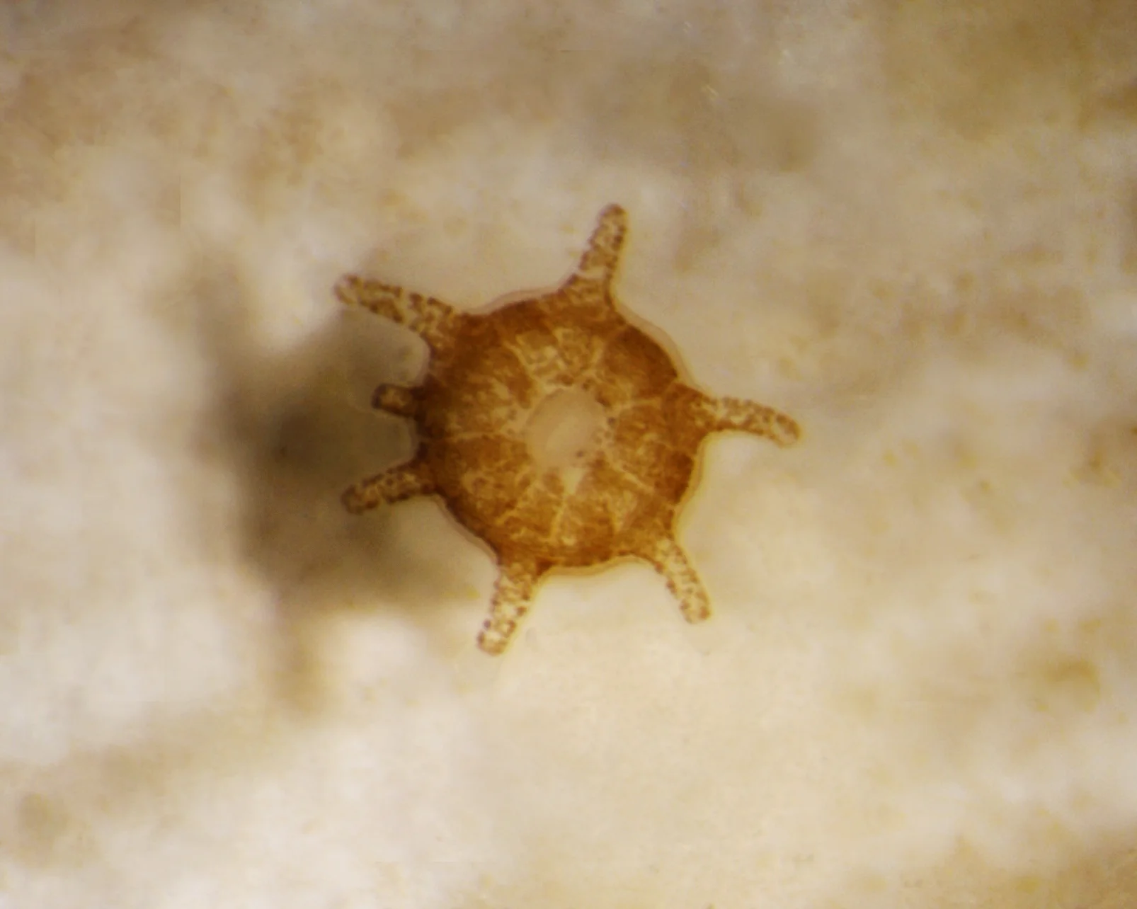 A one-month-old O. faveolata recruit that has begun to acquire symbionts.