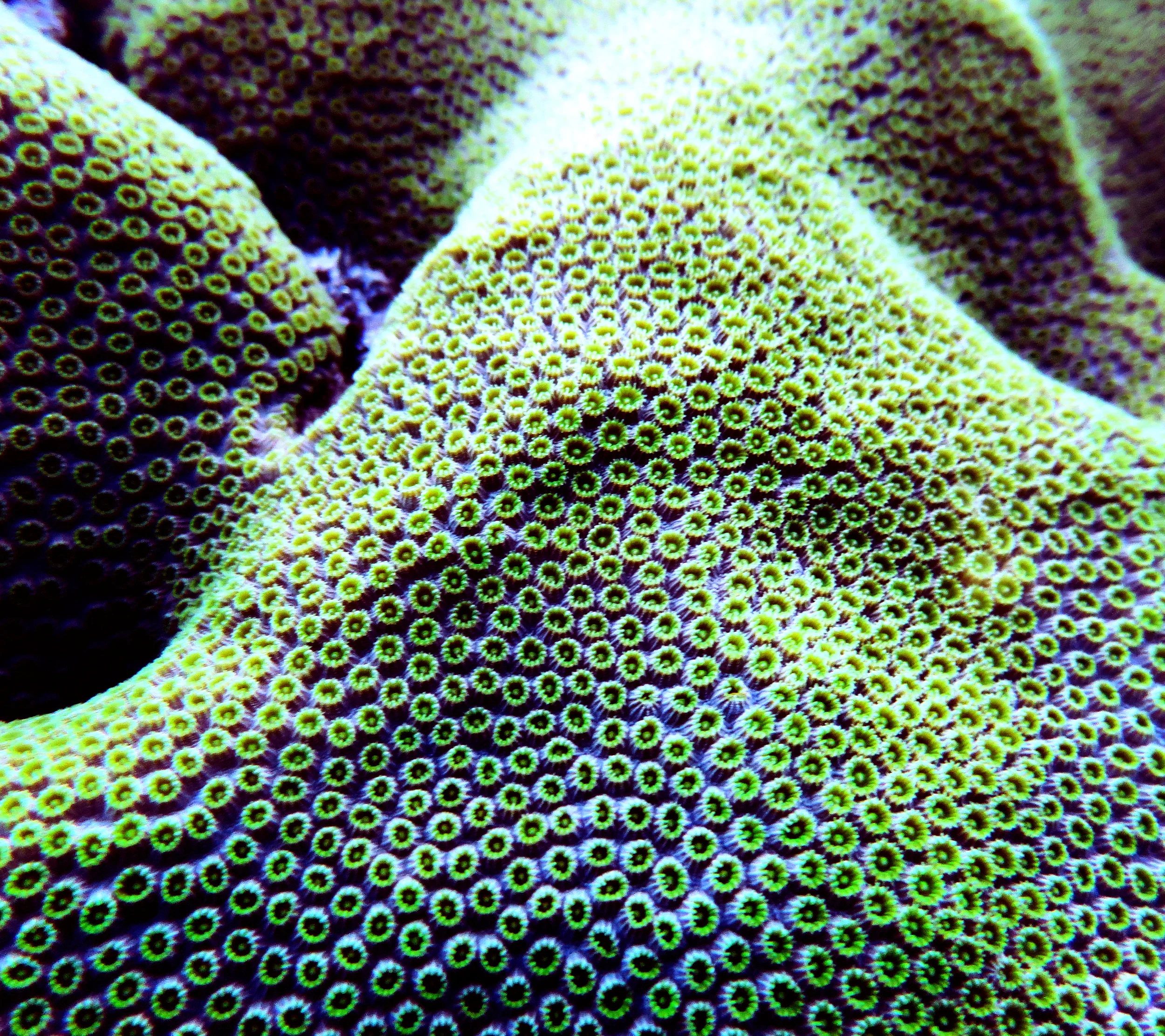 Orbicella faveolata polyps by day.