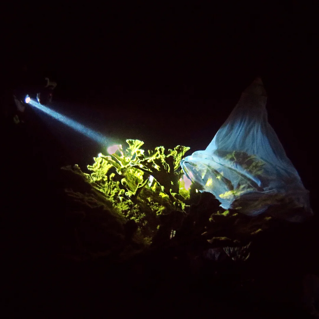 A diver waits for this A. palmata colony to release its bundles.