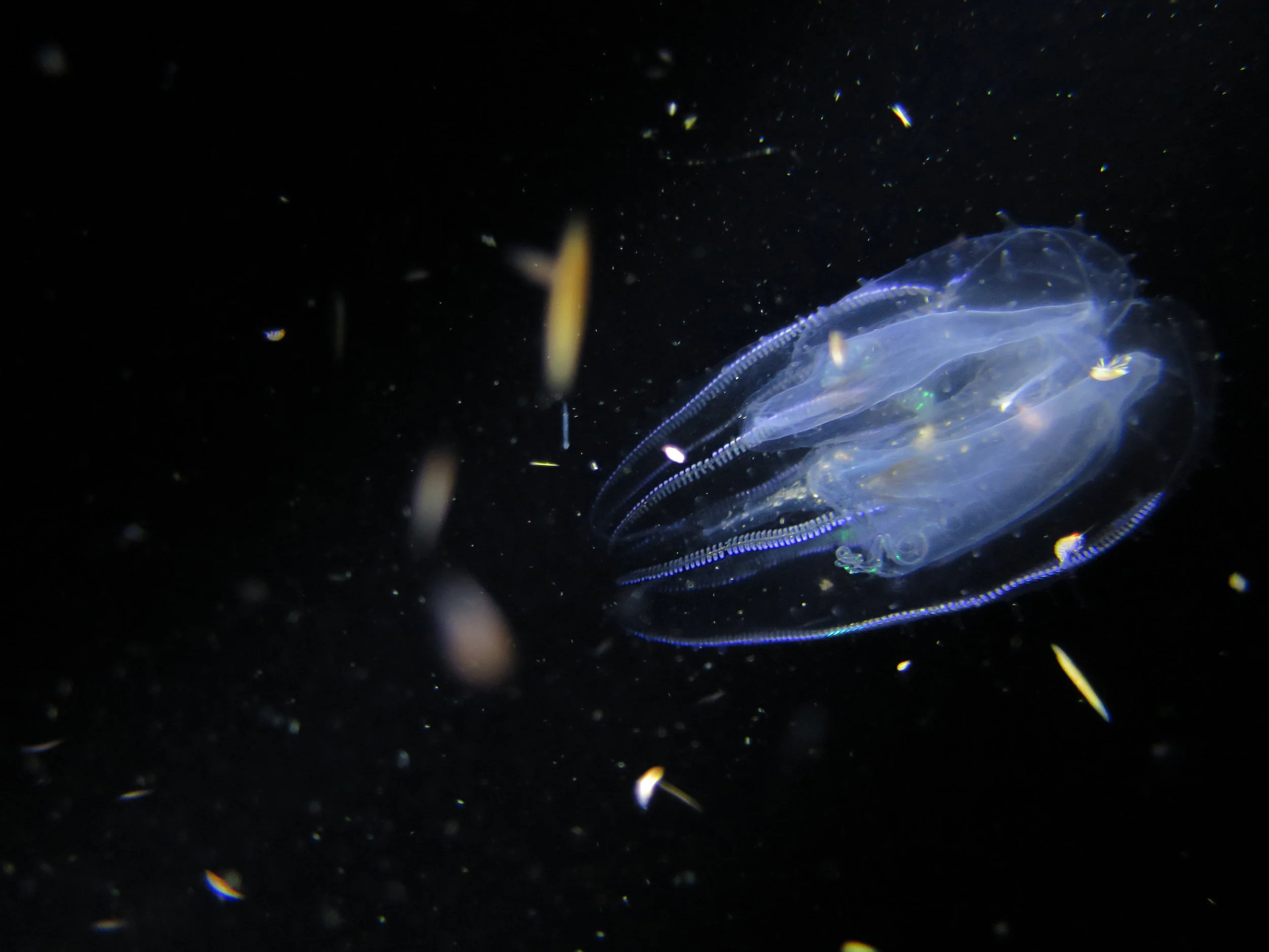 Our dive lights weren't the only things producing light during our nighttime dives; bioluminescent ctenophores drifted like spaceships through the dark water around us.