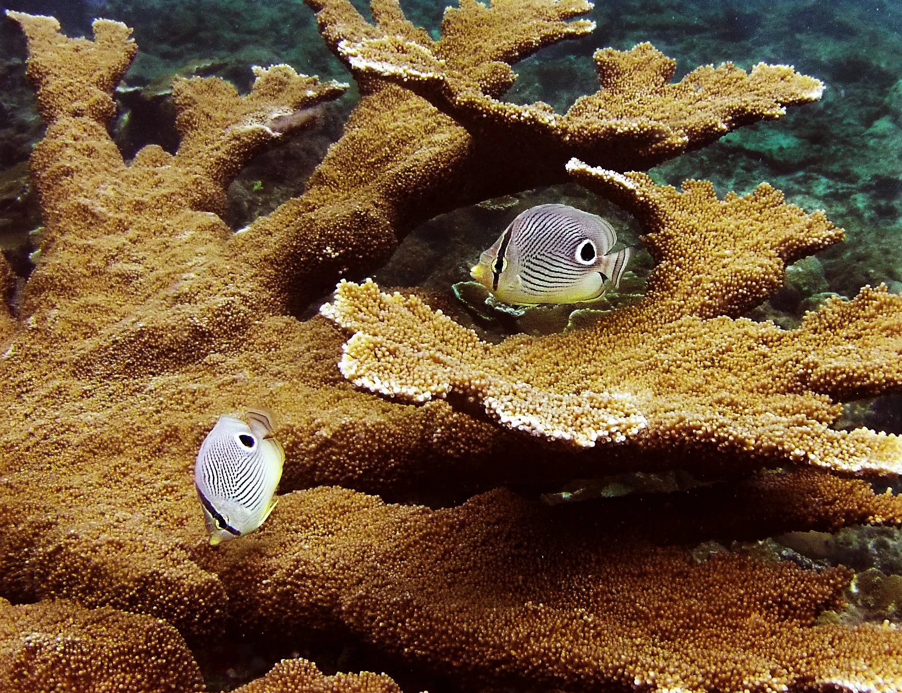 Two butterfly fish swim among the branches of an A cropora palmata colony.