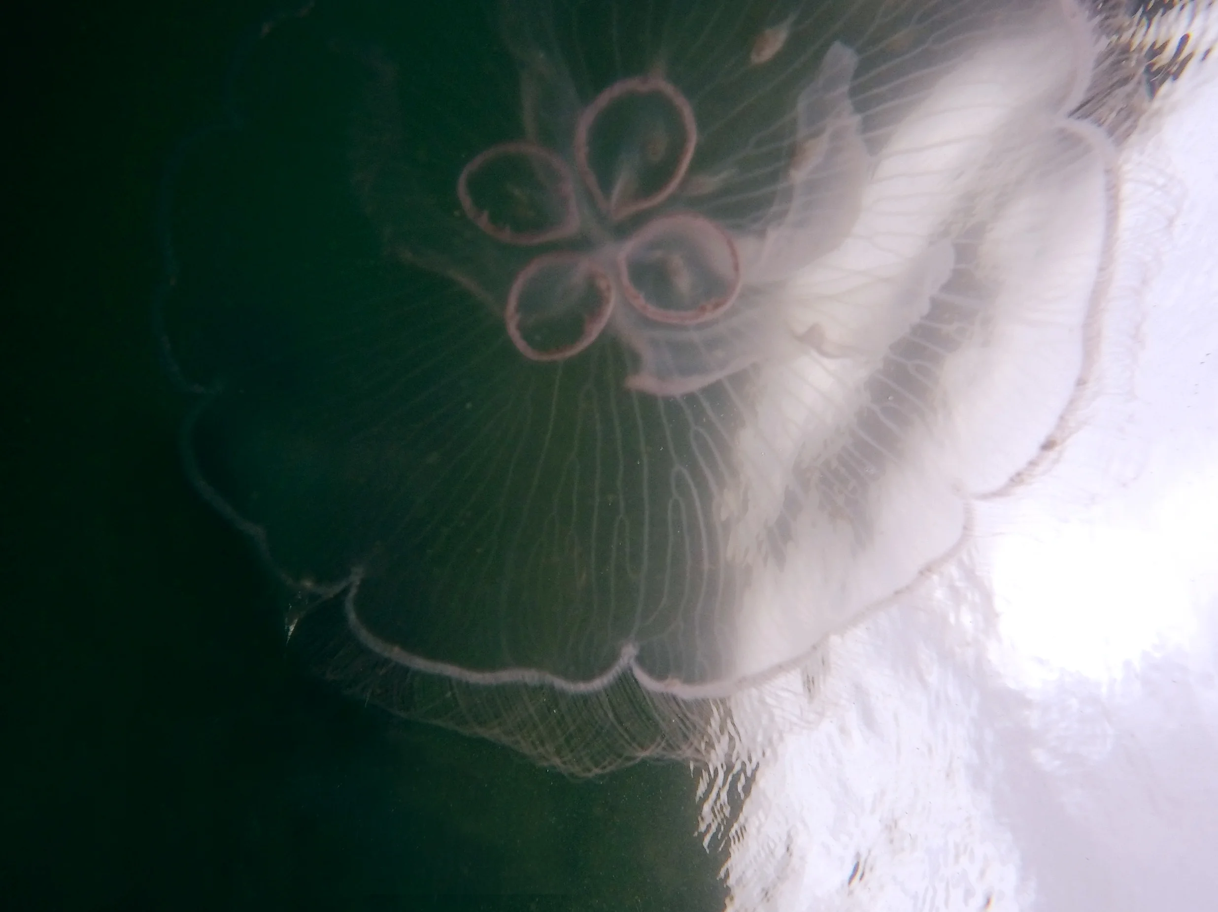 A moon jelly ( Aurelia aurita )