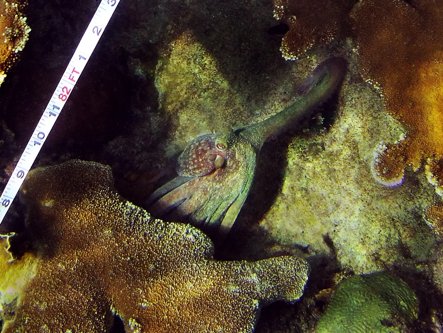 An octopus crawls beneath colonies of elkhorn coral ( Acropora palmata )