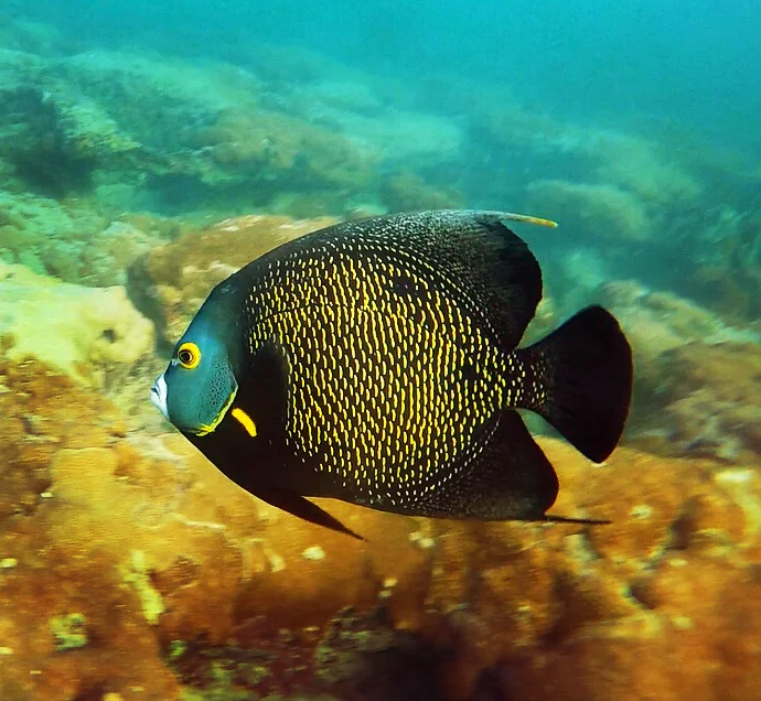 A french angelfish ( Pomacanthus paru ) glides over the reef.