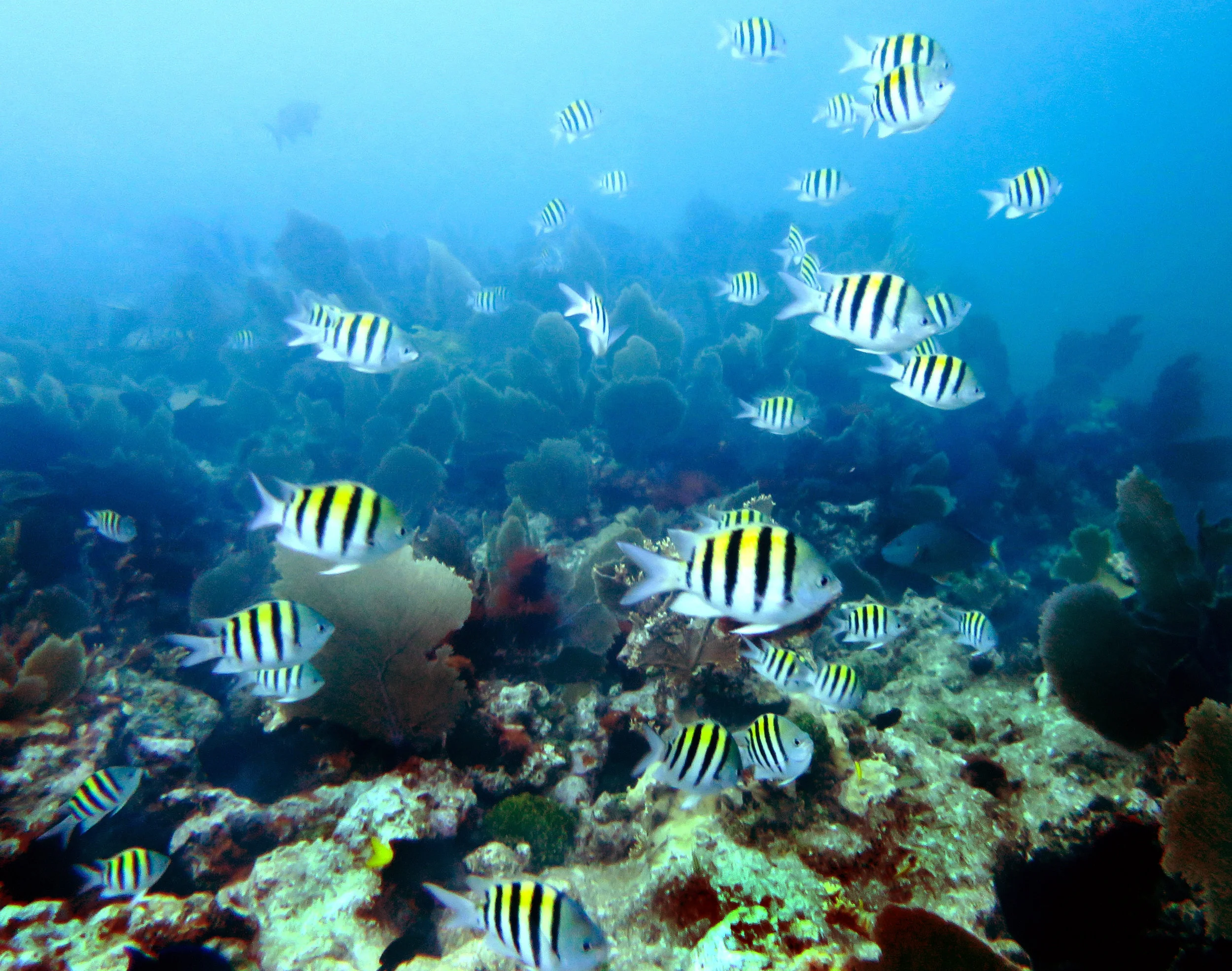 A reef teeming with sergeant major ( Abudefduf saxatilis ) and gorgonians in John Pennekamp Coral Reef State Park.