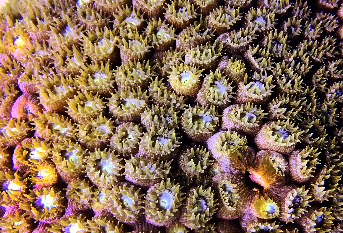 Montastraea cavernosa polyps with tentacles extended in Fort Lauderdale, FL. Photo taken with iPhone 6 in a Watershot Pro underwater housing.