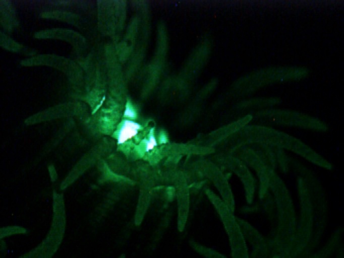 Montastraea cavernosa under royal blue light.