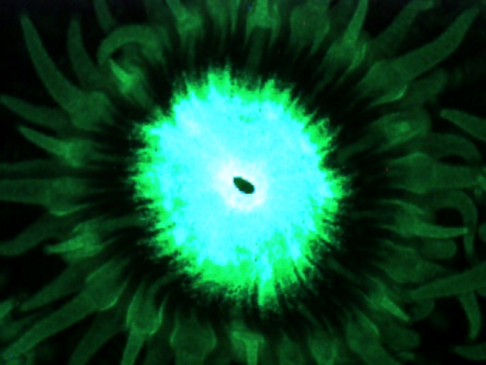 Montastraea cavernosa fluorescing under the microscope.