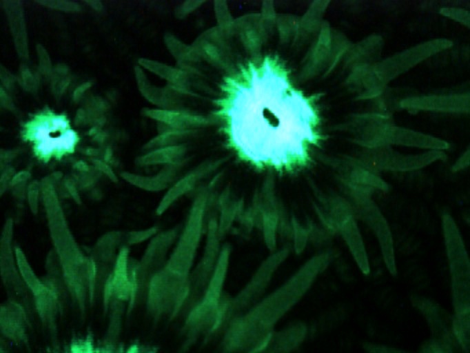 Montastraea cavernosa polyps under the microscope.