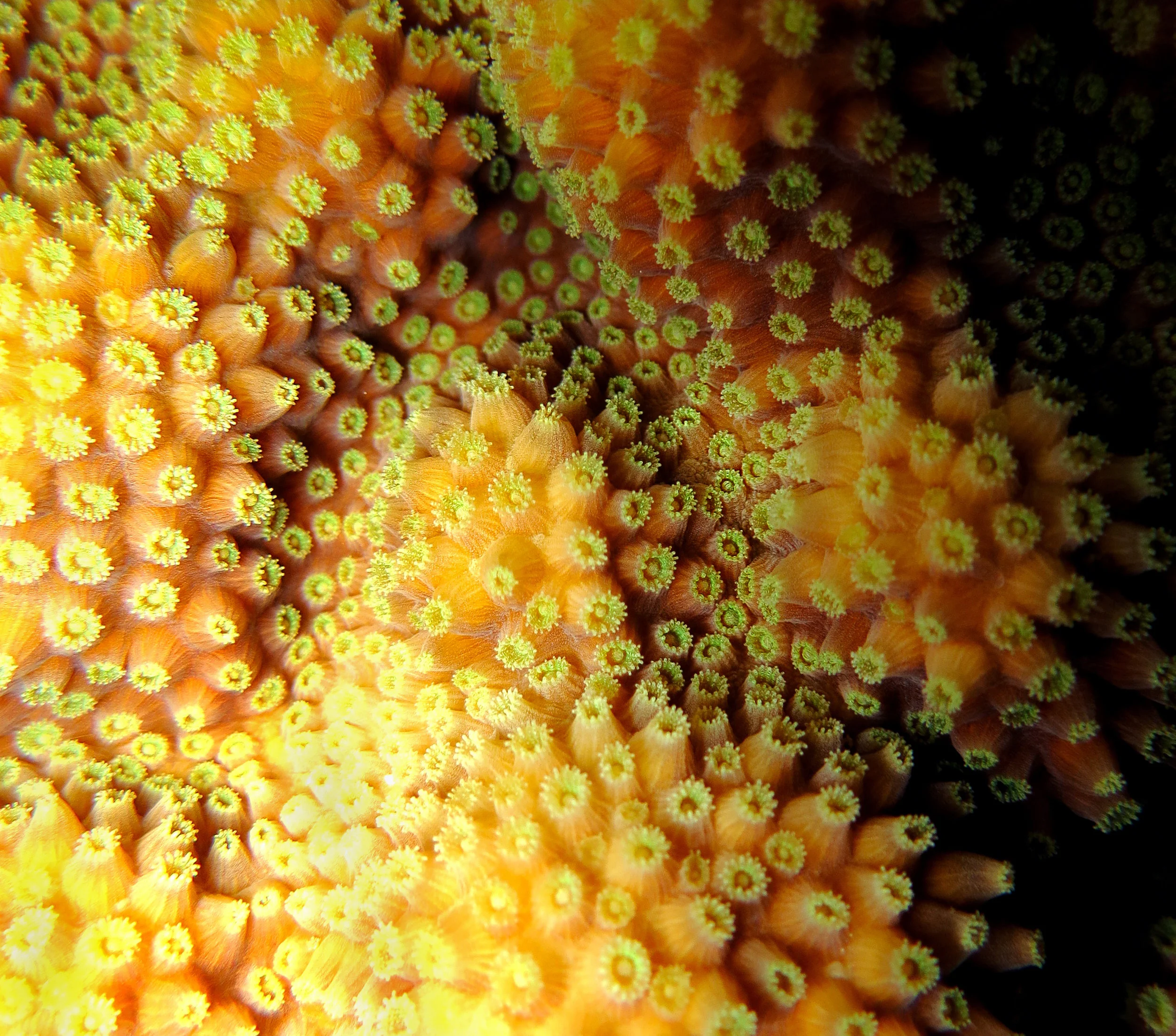 Orbicella faveolata colony at night. Photo taken with the Olympus Tough in an underwater housing.