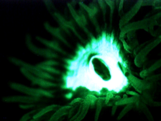 An alien-like Montastraea cavernosa polyp under the microscope.
