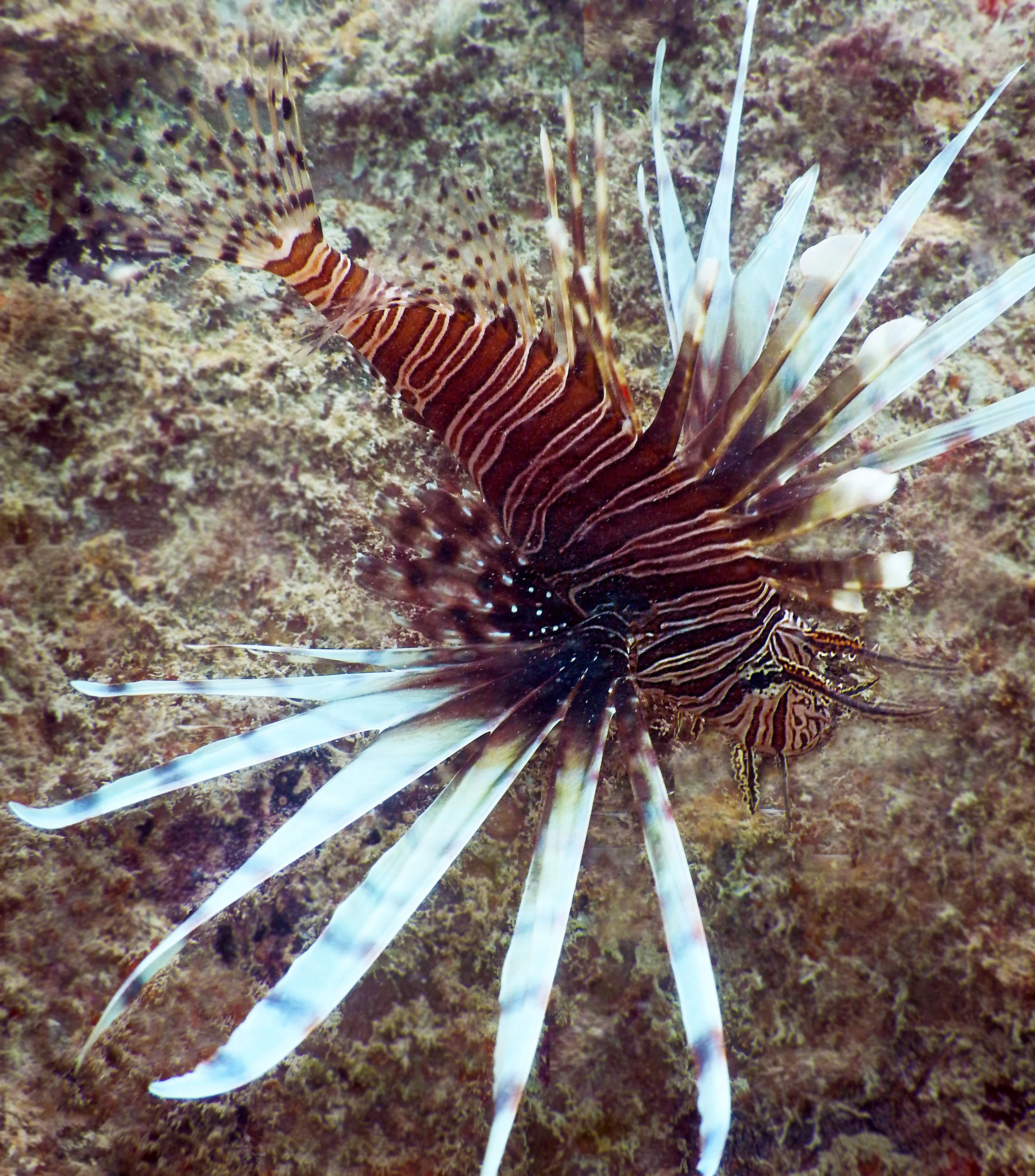 An invasive lionfish ( Pterois volitans/miles ) at Fisher Island, FL.