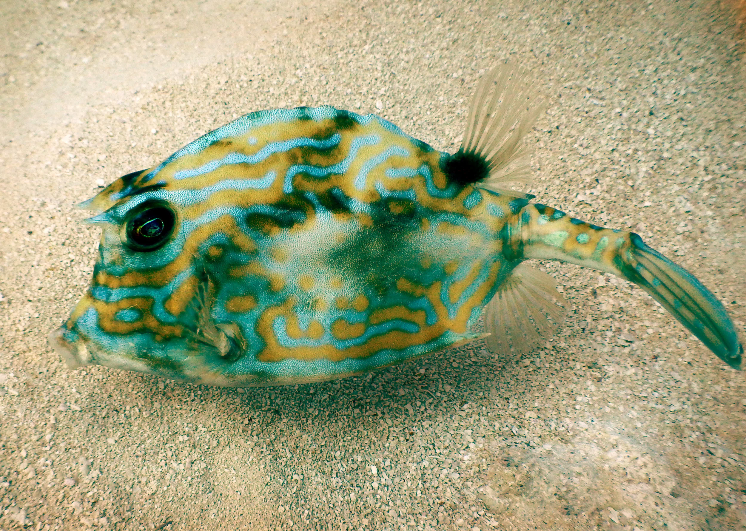 A curious cowfish off Key Biscayne, FL.