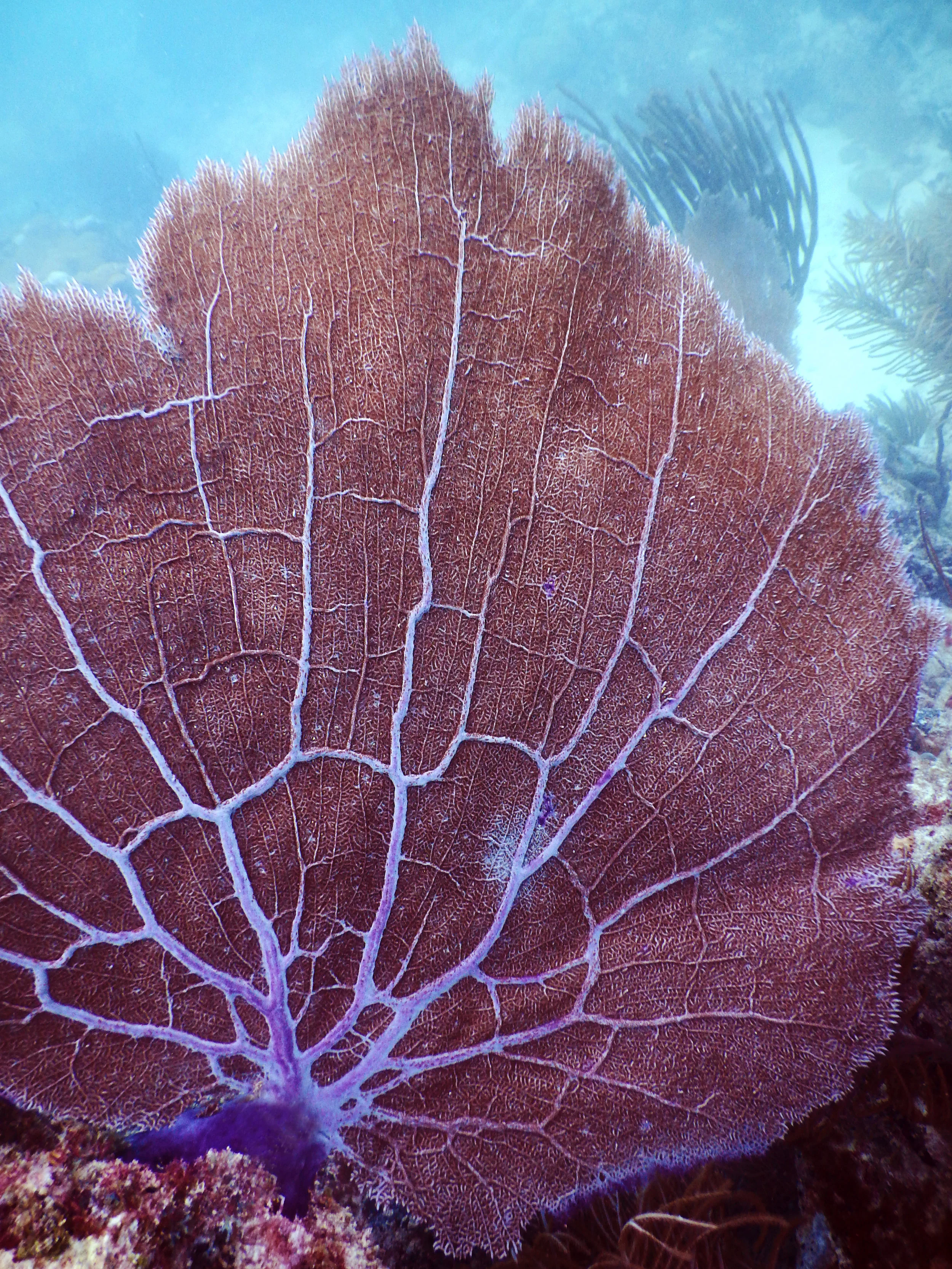 A large sea fan ( Gorgonia ventalina) waving in the current at Emerald Reef.