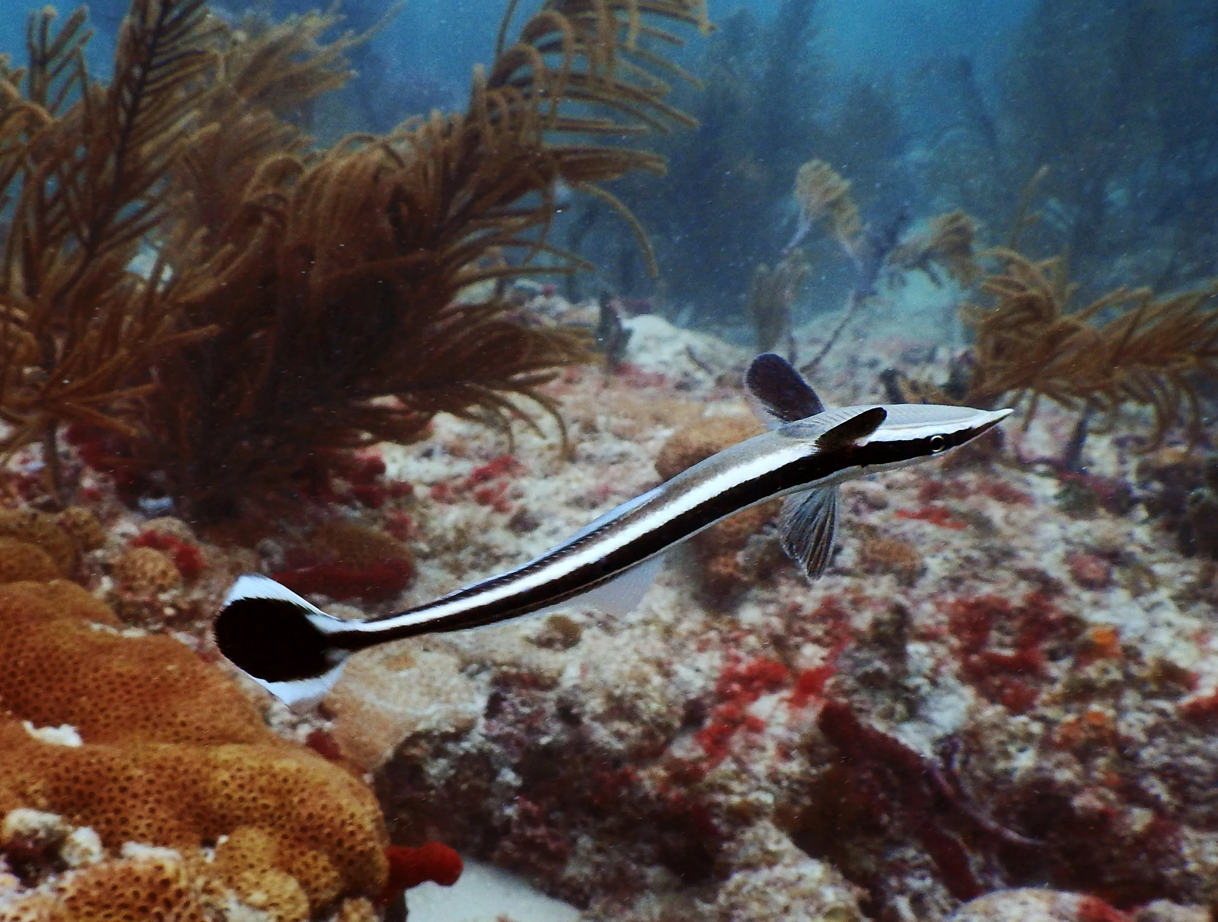 A juvenile remora (barely 4 inches long) at Emerald Reef off Miami, FL.