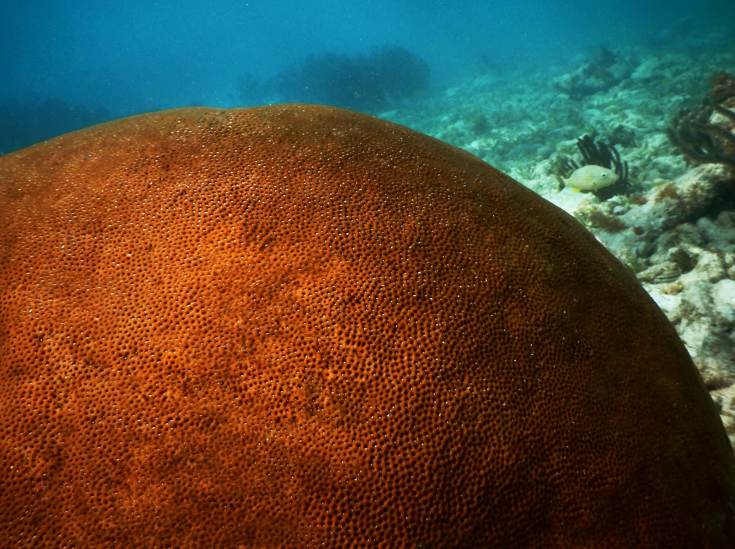 Gorgeous colony of Siderastrea siderea in John Pennekamp Coral Reef State Park.
