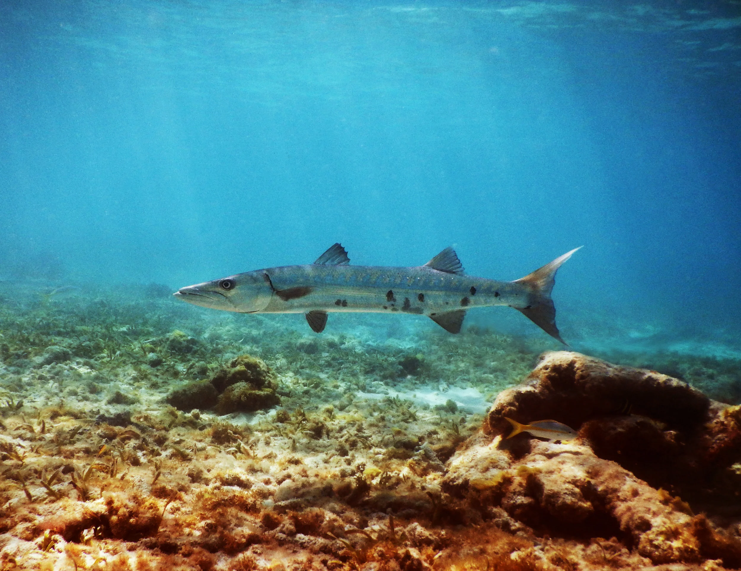 A barracuda lurks in John Pennekamp Coral Reef State Park.