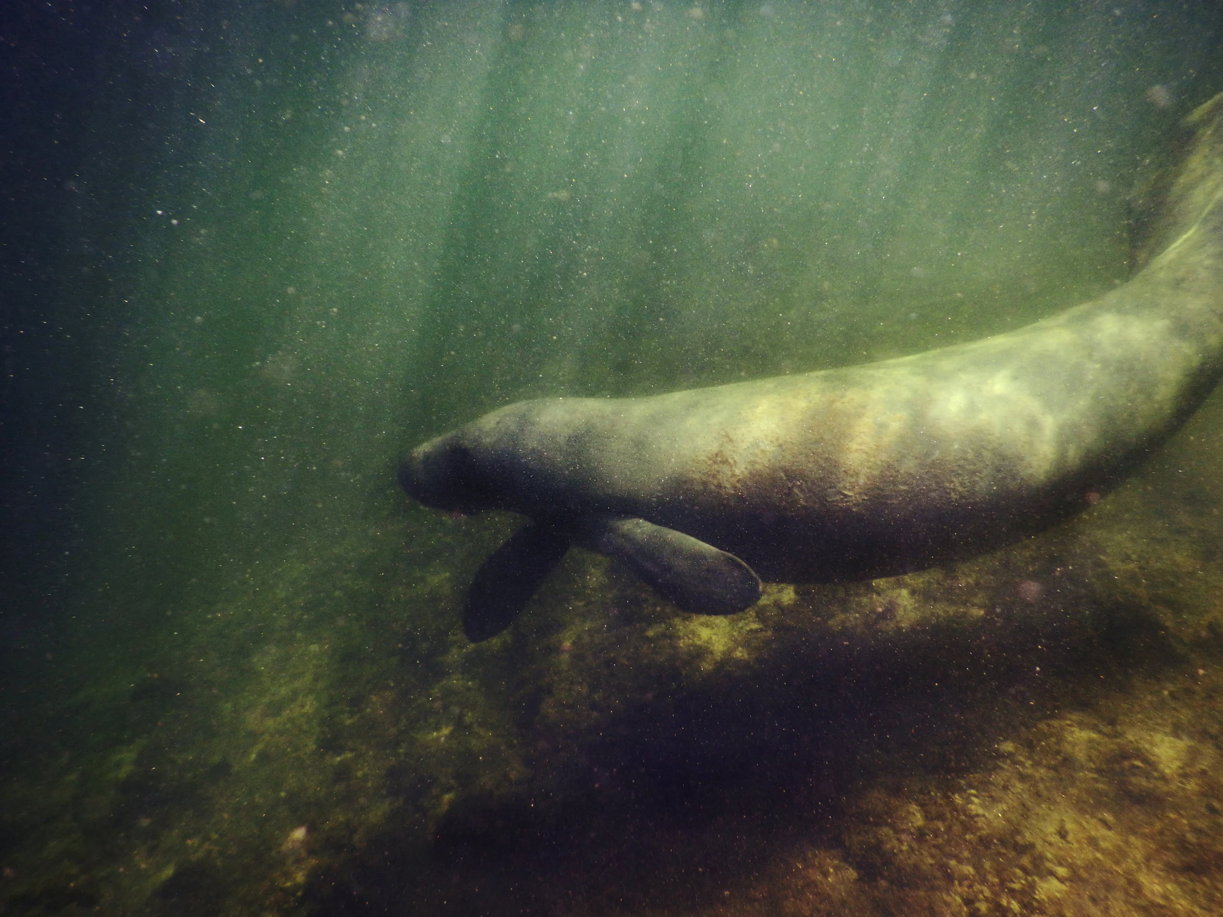 A manatee swims in the shallow waters of Biscayne National Park.