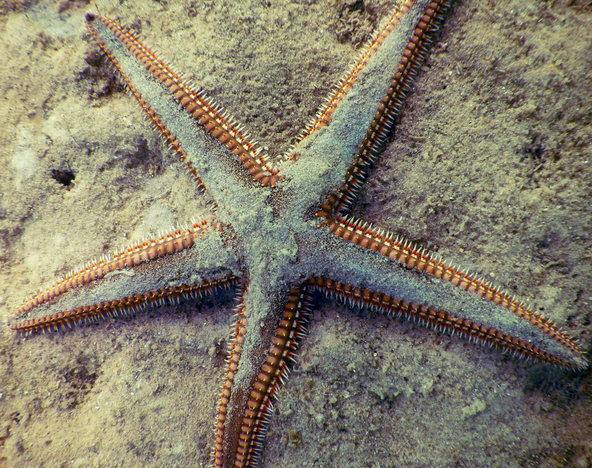 A sea star in Biscayne National Park.
