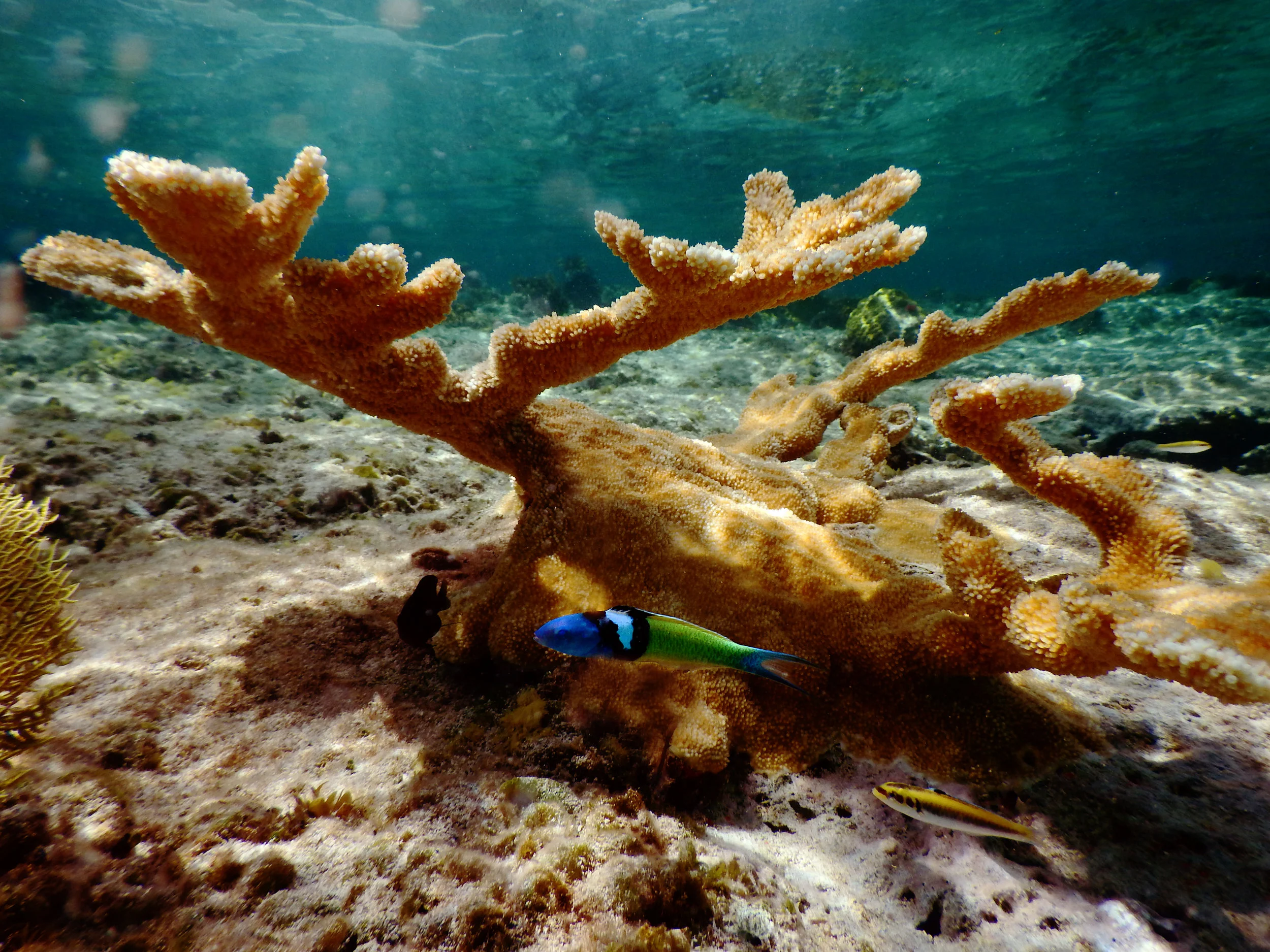 A bluehead wrasse ( Thalassoma bifasciatum ) swims by a colony of elkhorn coral ( Acropora palmata ) near Nassau.