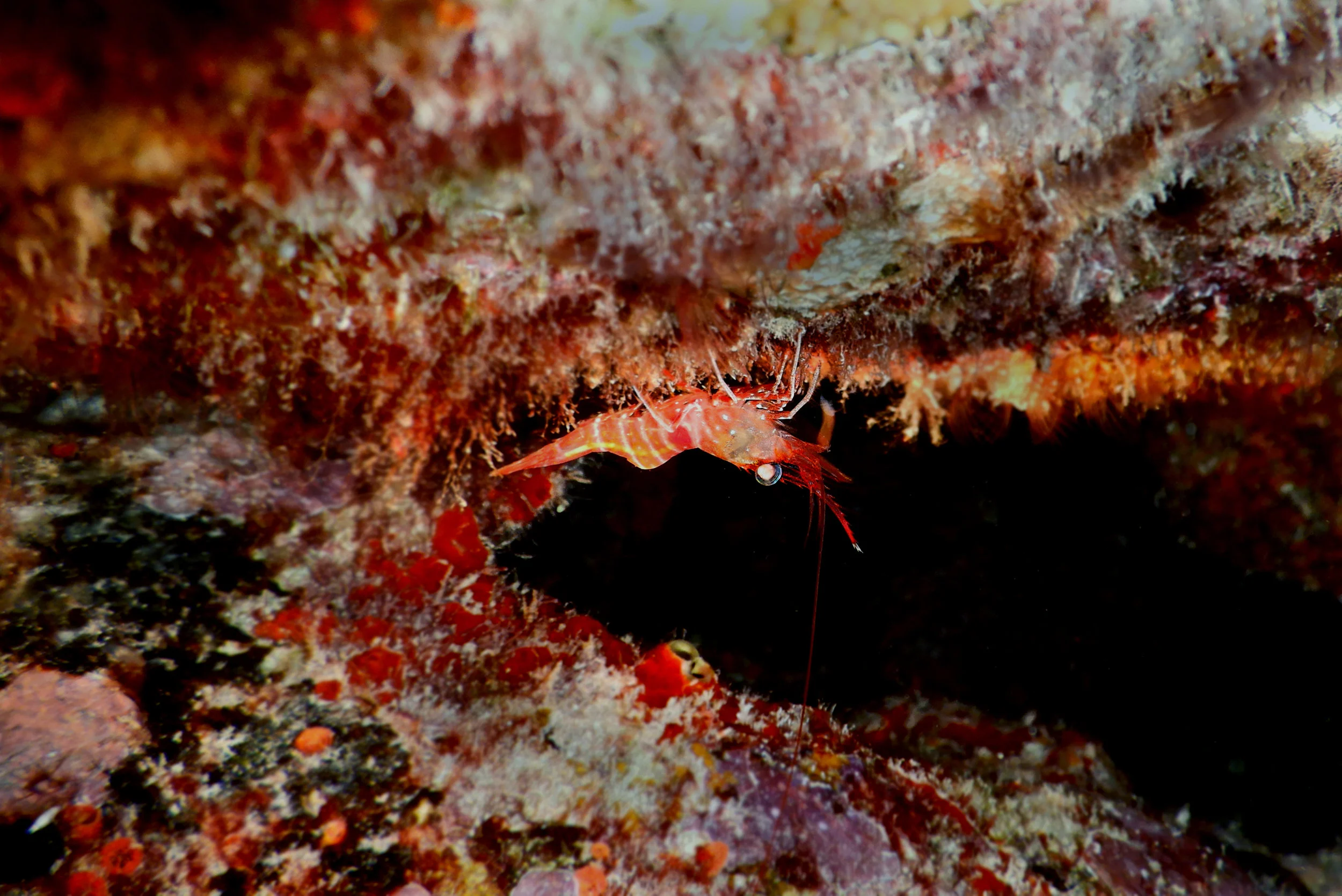 A shrimp picks algae off the underside of an A. palmata colony.