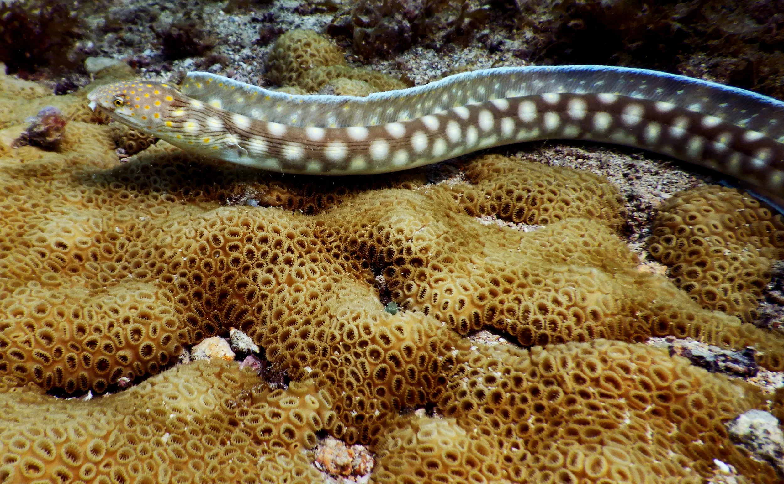 A sharptail eef ( Myrichthys breviceps ) glides over a mat of Palythoa caribaeorum in Fort Lauderdale, FL.