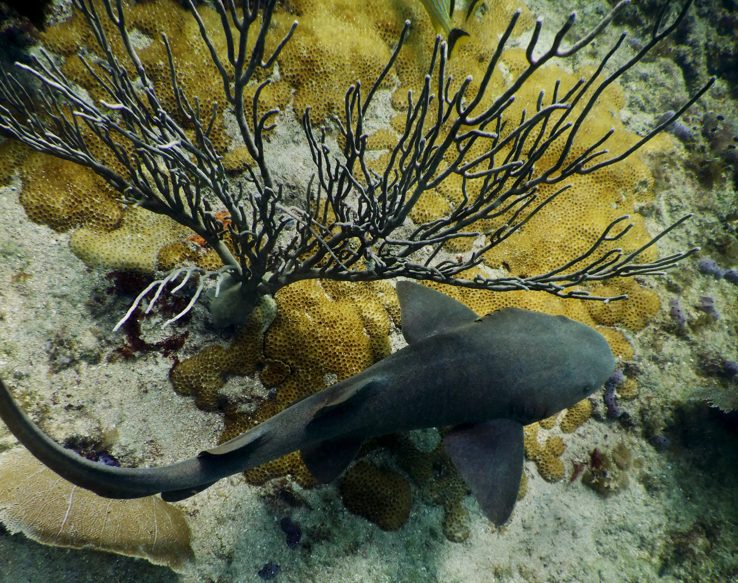 A young nurse shark ( Ginglymostoma cirratum ) swims along the reef.