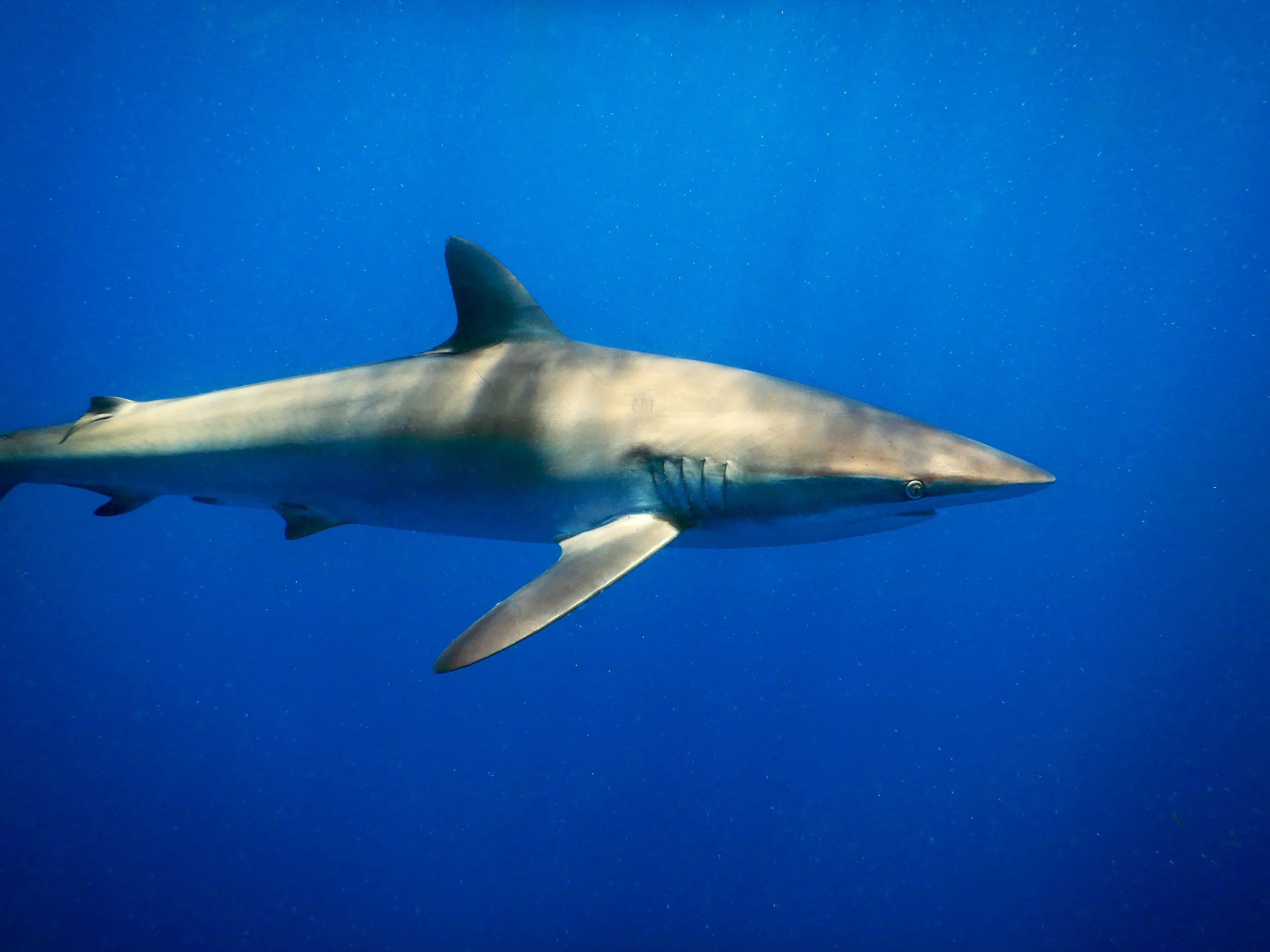 A silky shark ( Carcharhinus falciformis ) off Jupiter, FL.