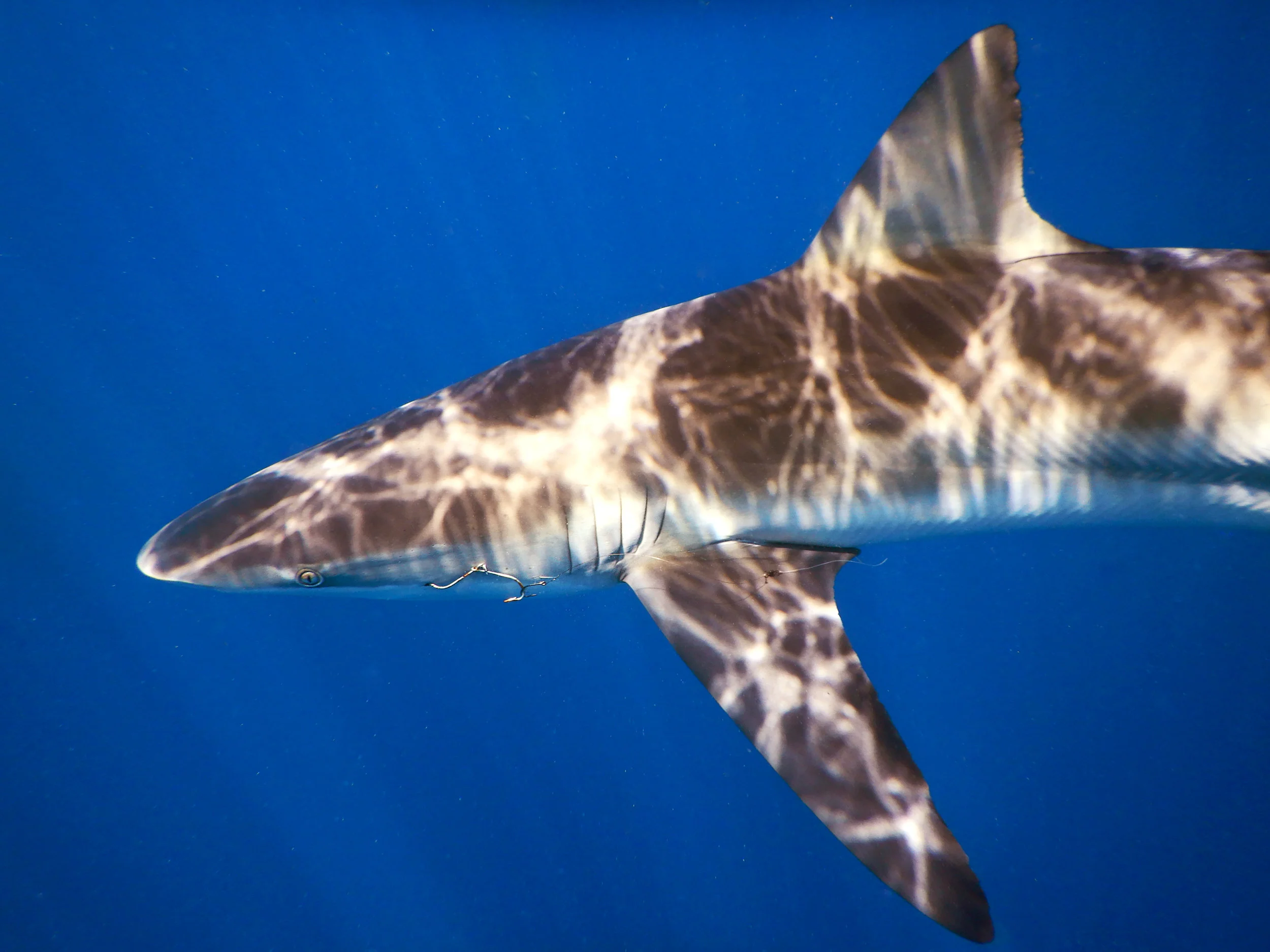 A silky shark ( Carcharhinus falciformis ) off Jupiter, FL.
