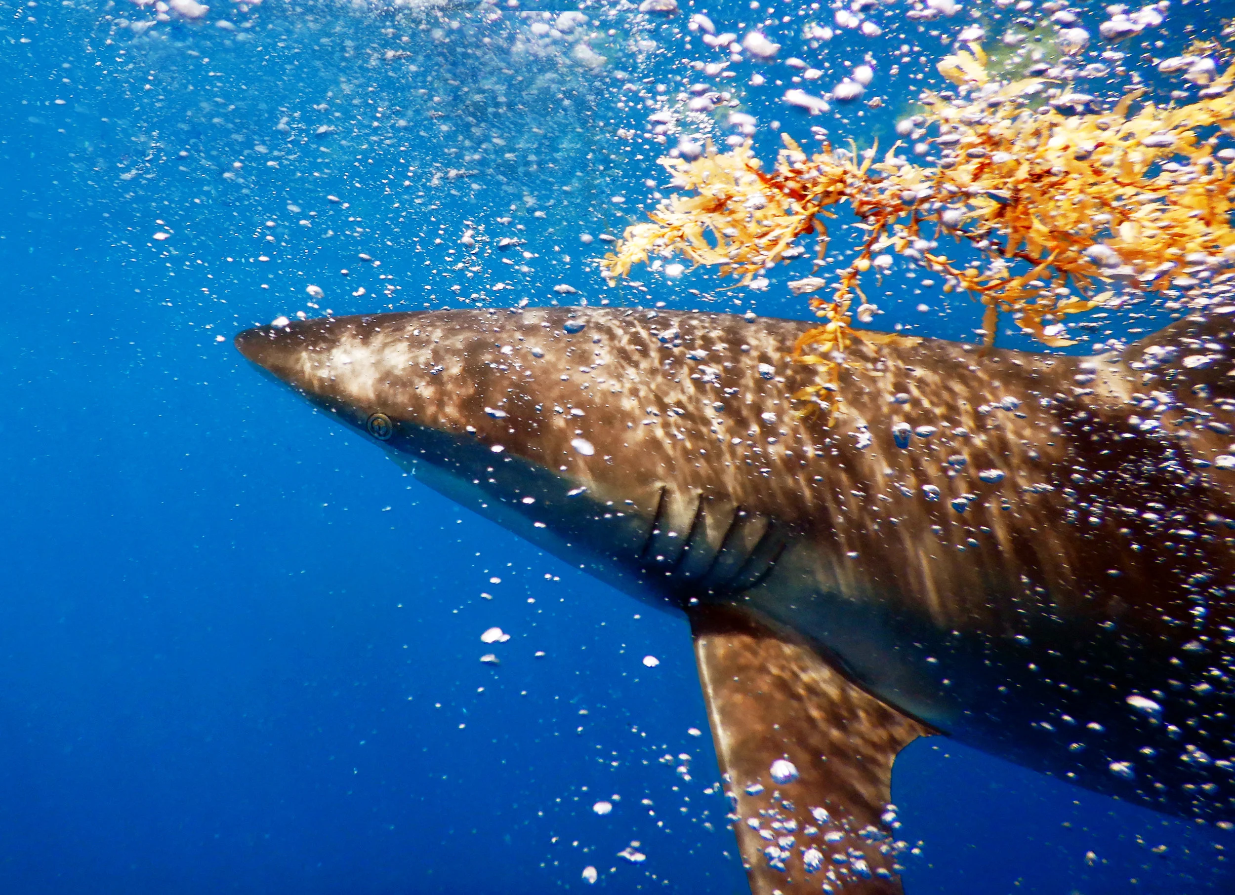 A dusky shark ( Carcharhinus obscurus ) off Jupiter, FL.