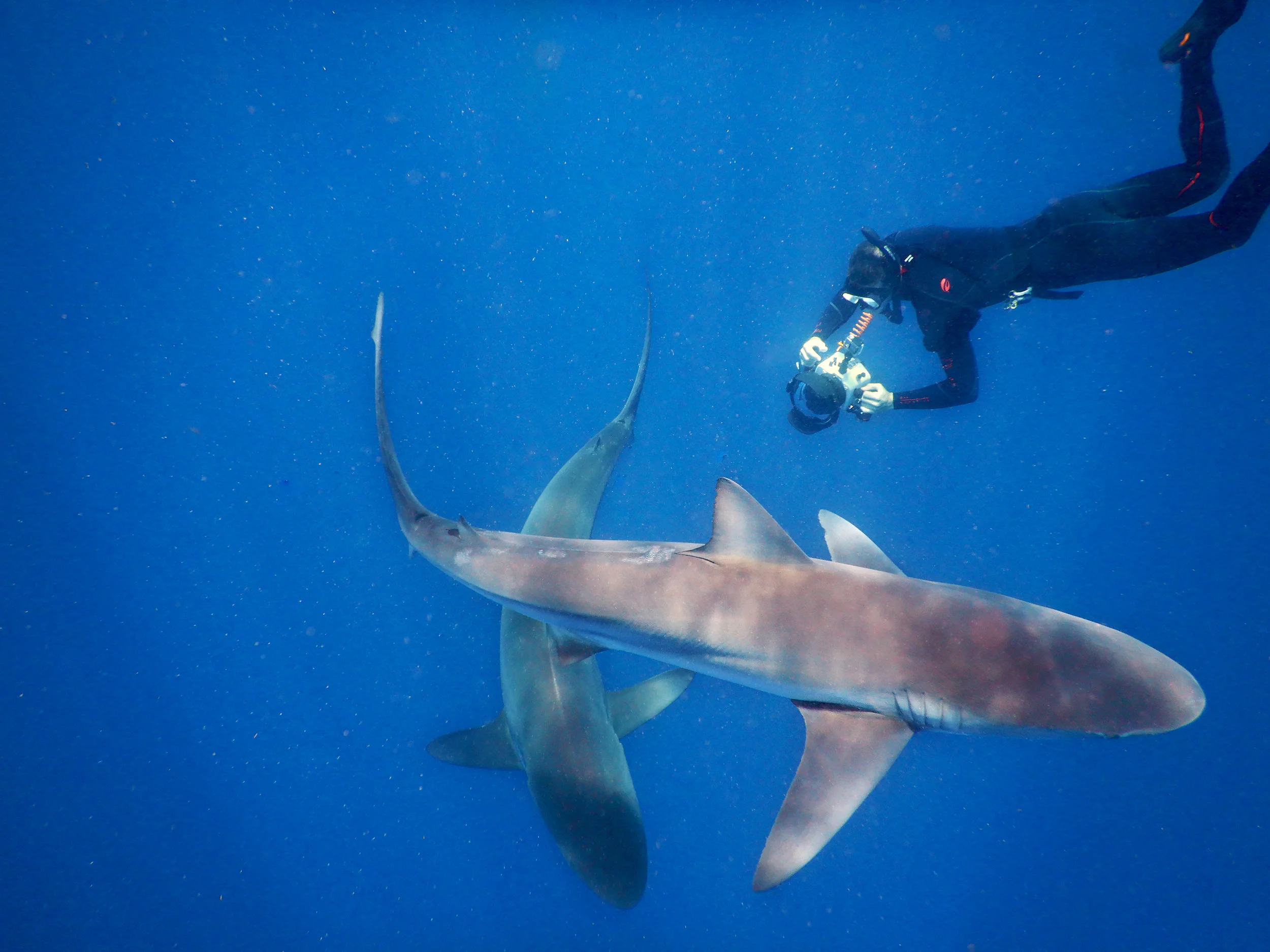 A freediver photographs a dusky shark and a silky shark off Jupiter, FL.