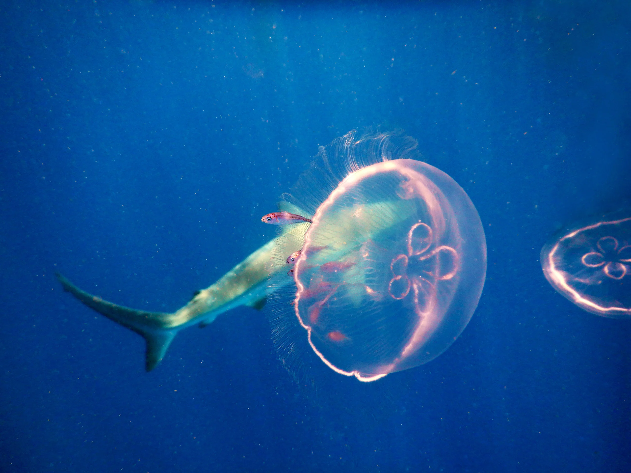 Small fish protect themselves near the tentacles of a moon jelly off the coast of Jupiter, FL. A silky shark swims behind.