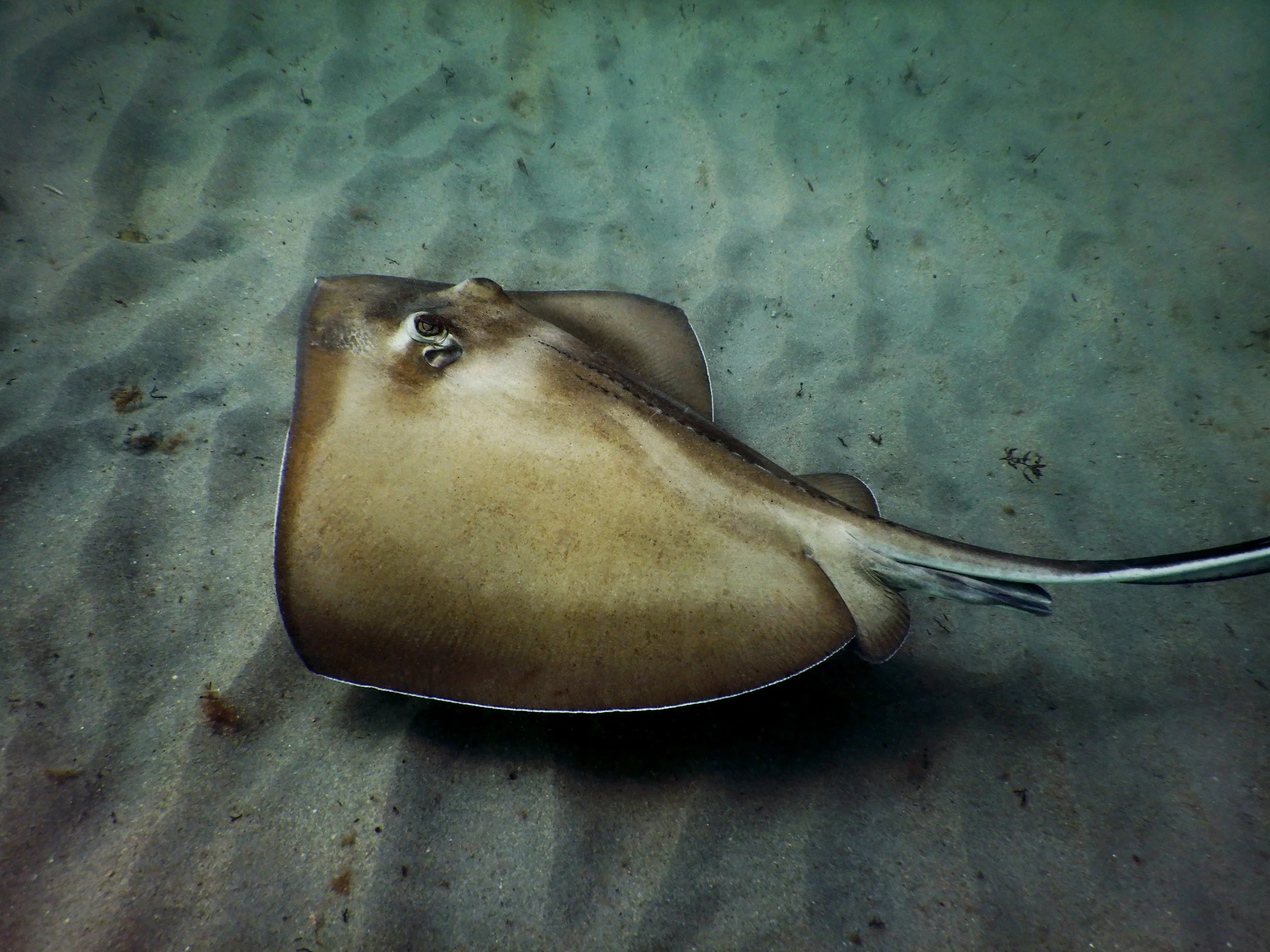 A stingray off Delray Beach, FL.