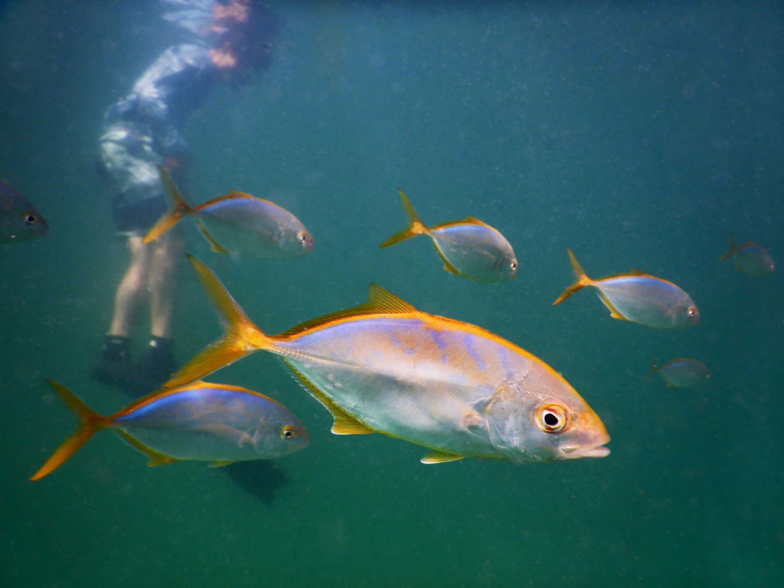 yellowtail_josh1.jpg