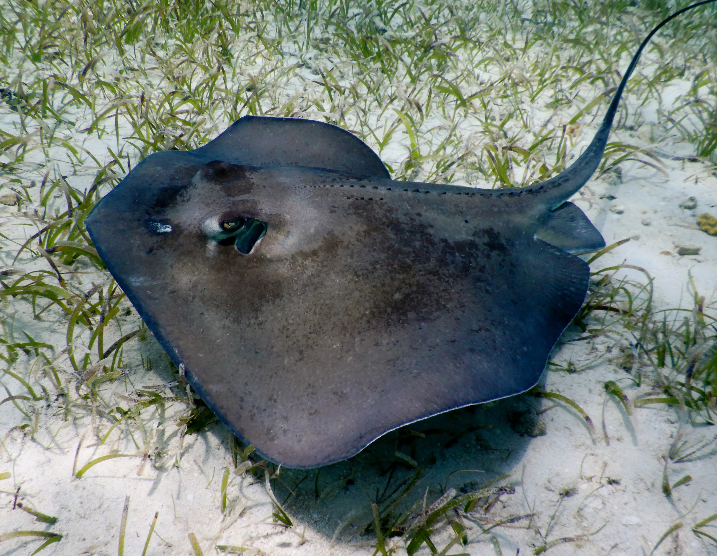 A southern stingray ( Dasyatis americana ) near Eleuthera.