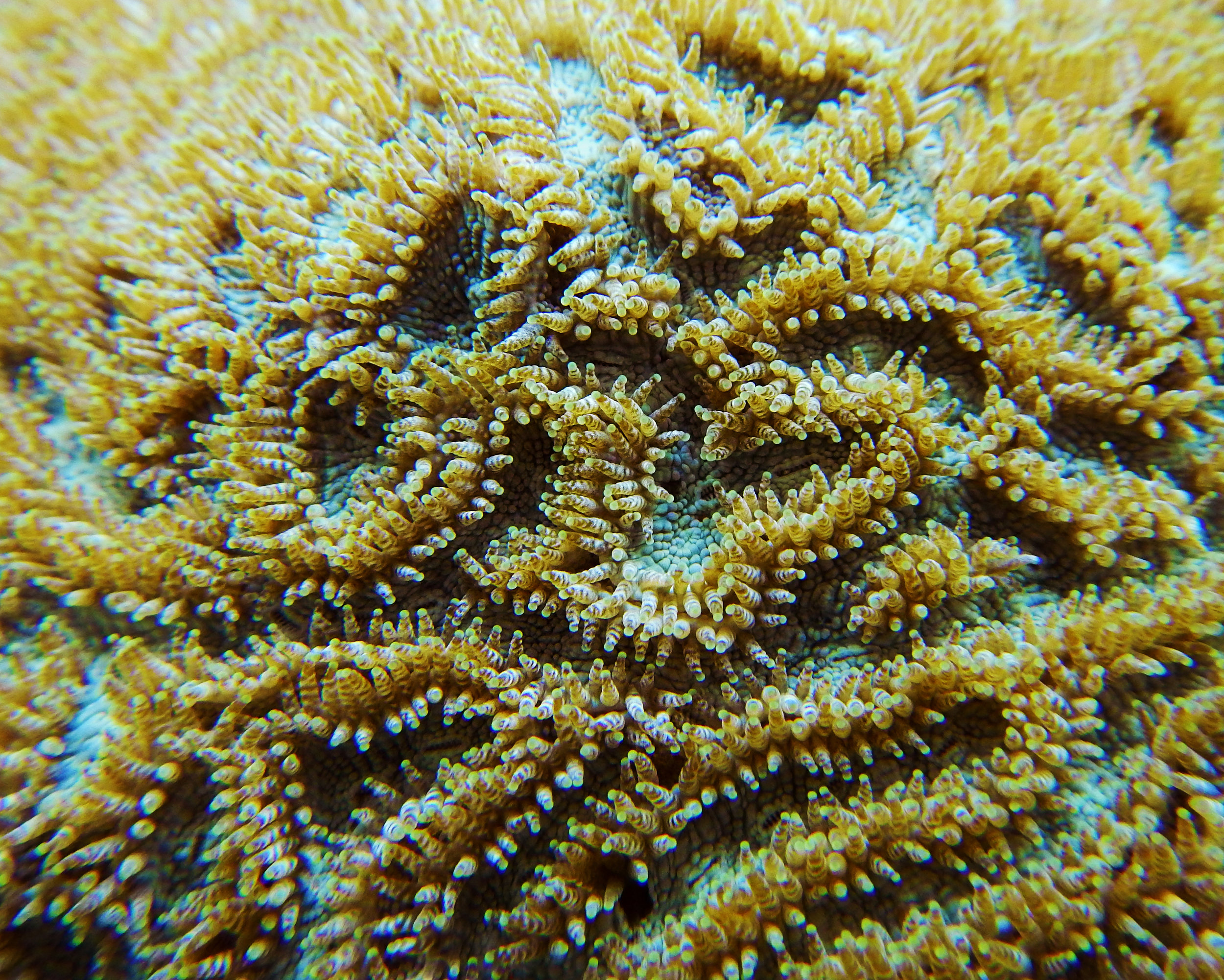 cliv_polyps1.jpg