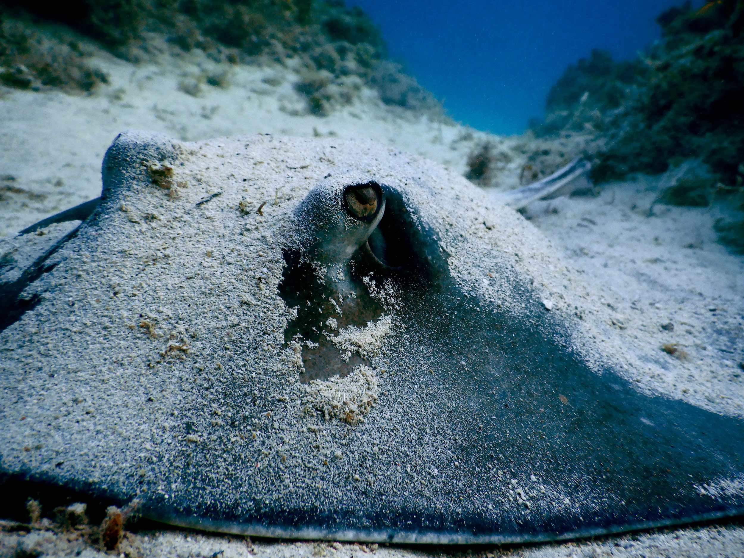 A southern stingray ( Dasyatis americana ) rests in the sand off the coast of Abaco.