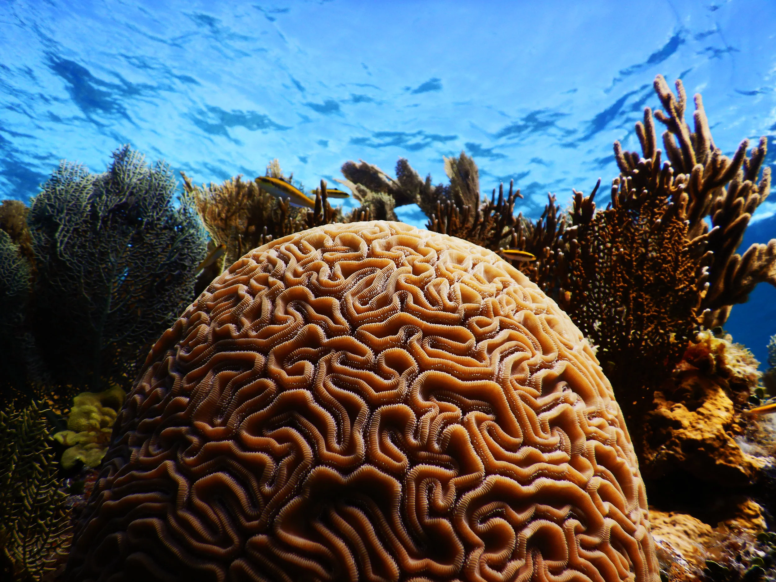 Diploria labyrinthiformis off the coast of Abaco.