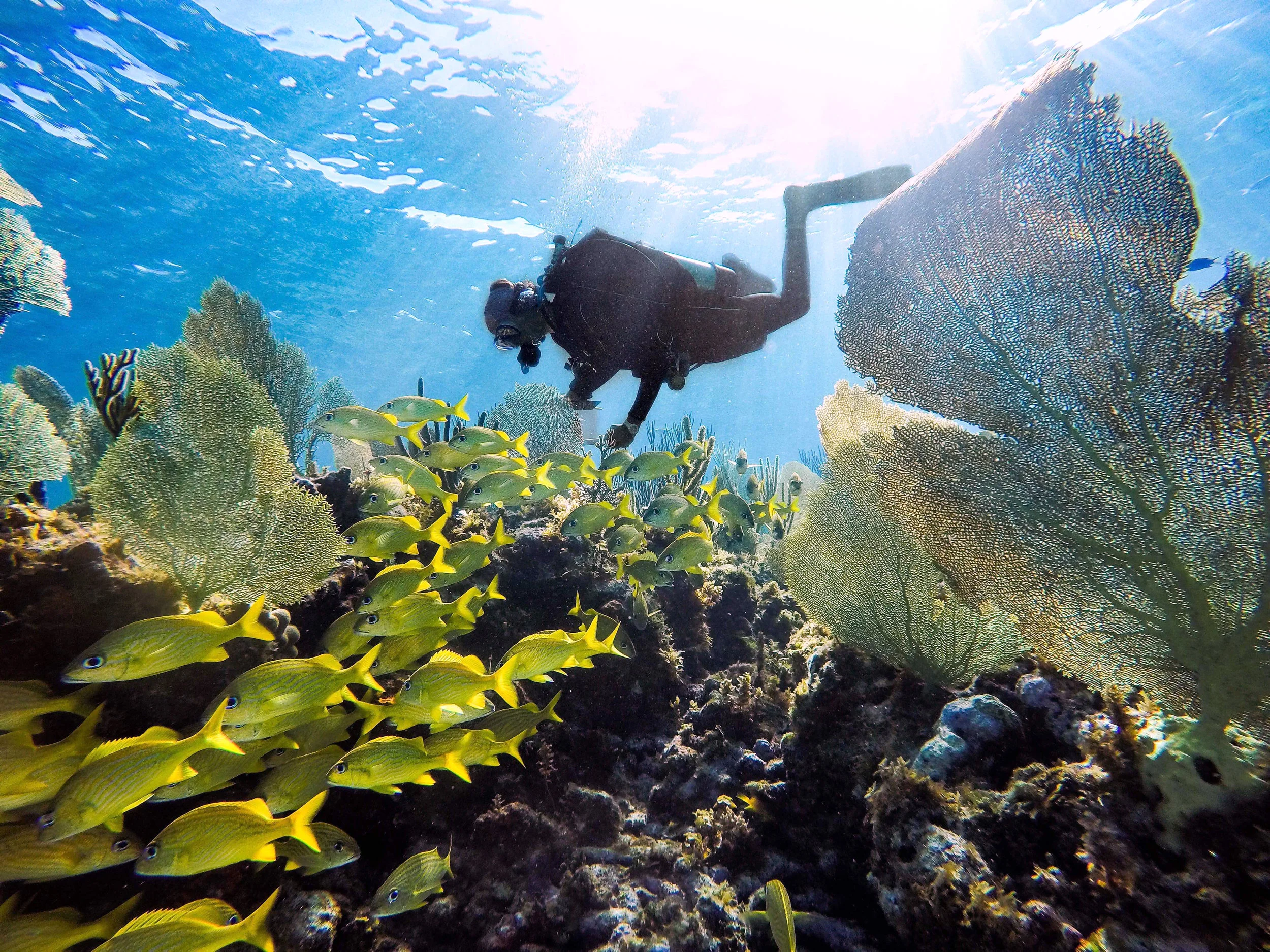 Performing AGRRA surveys (rapid ecological assessment of the reefs) off the coast of southern Abaco. Photo by Alannah Vellacott.