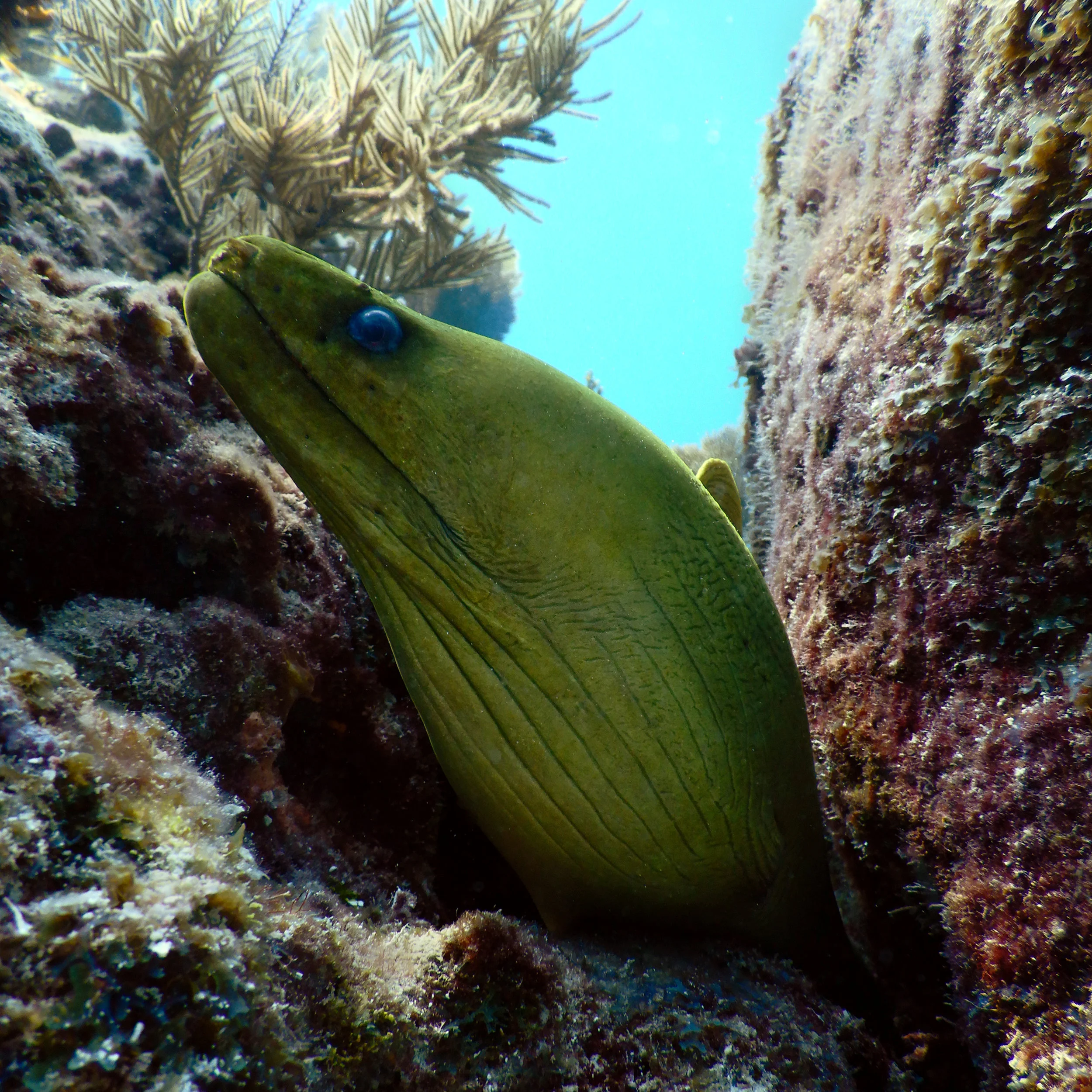 eel2.jpg