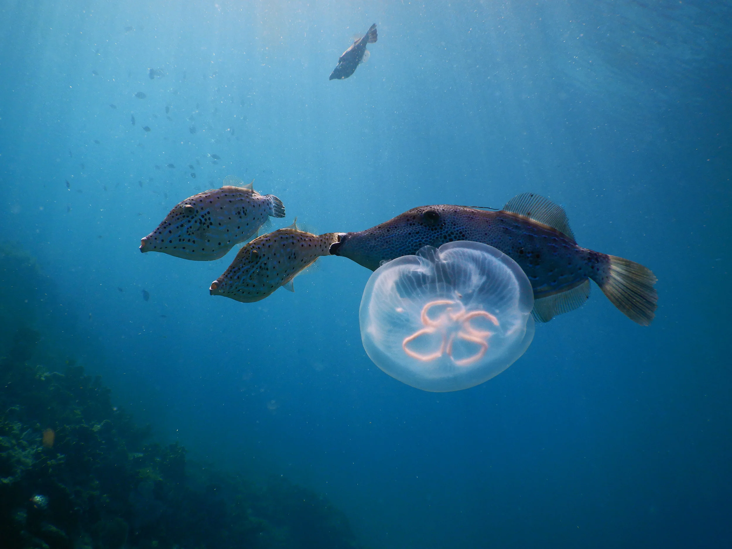 A group of large filefish feed on a jelly near Key Largo, FL.