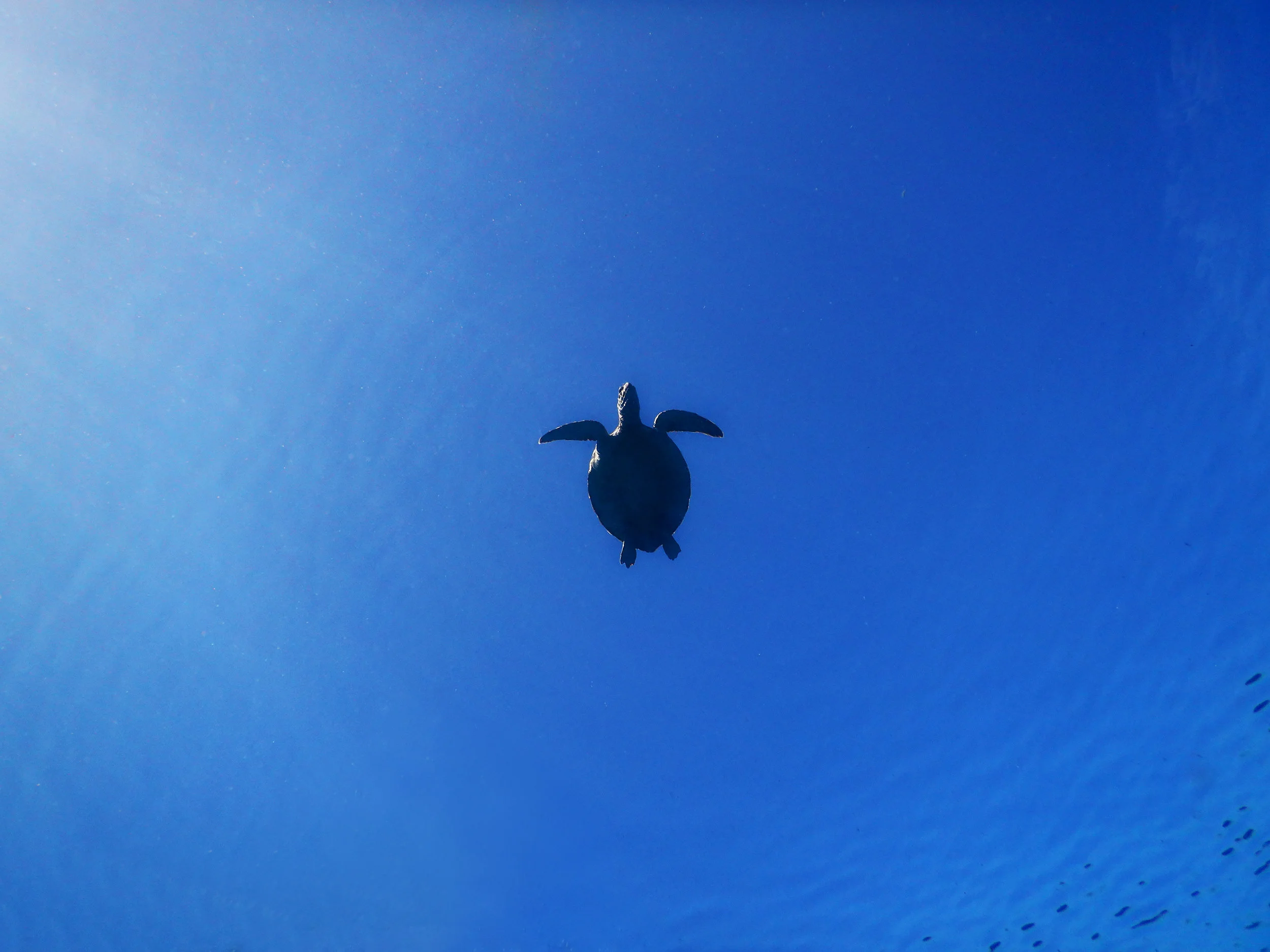 turt_sky_silhouette1.jpg