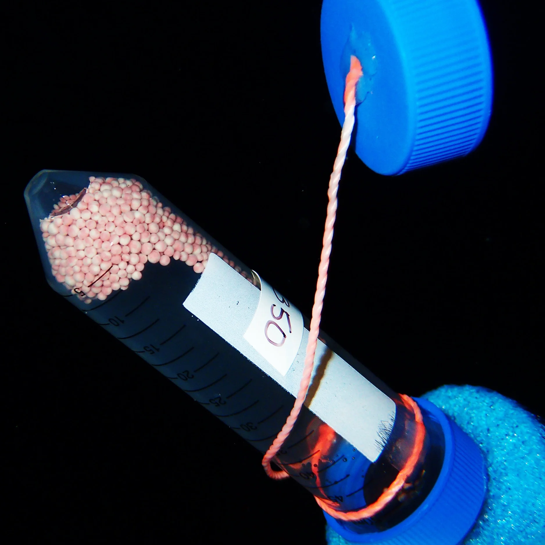 Collecting gamete bundles from a Pseudodiploria strigosa colony.