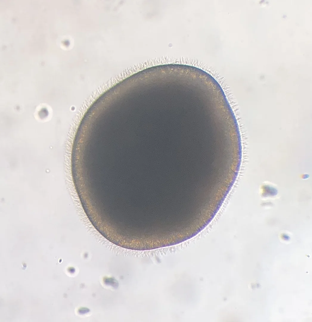 A 3-day-old swimming larva.