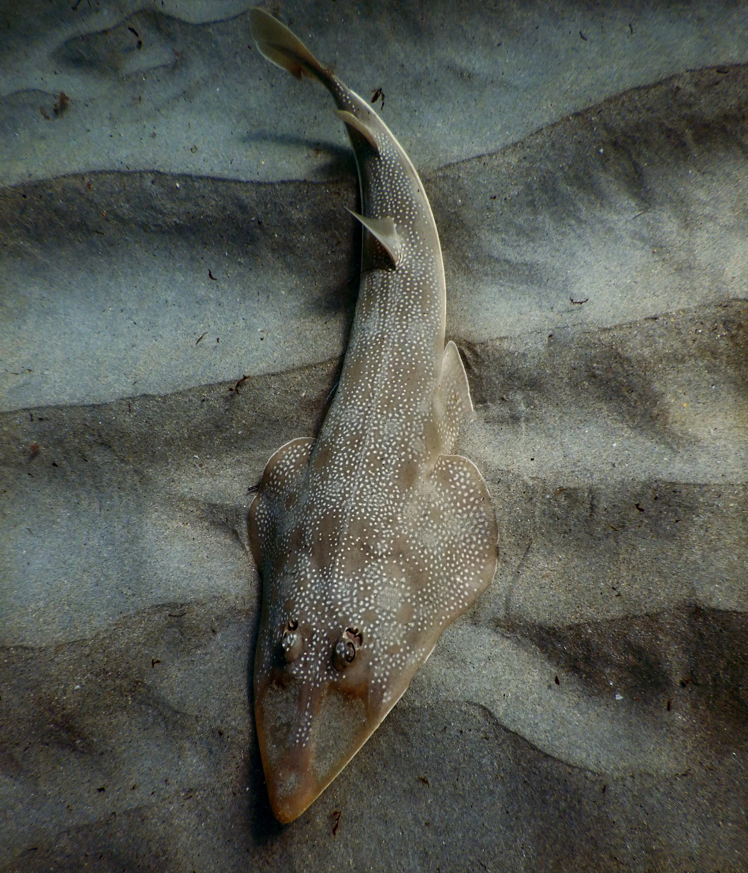 An atlantic guitarfish ( Rhinobatos lentiginosus ) slides over the sand off Delray Beach, FL.
