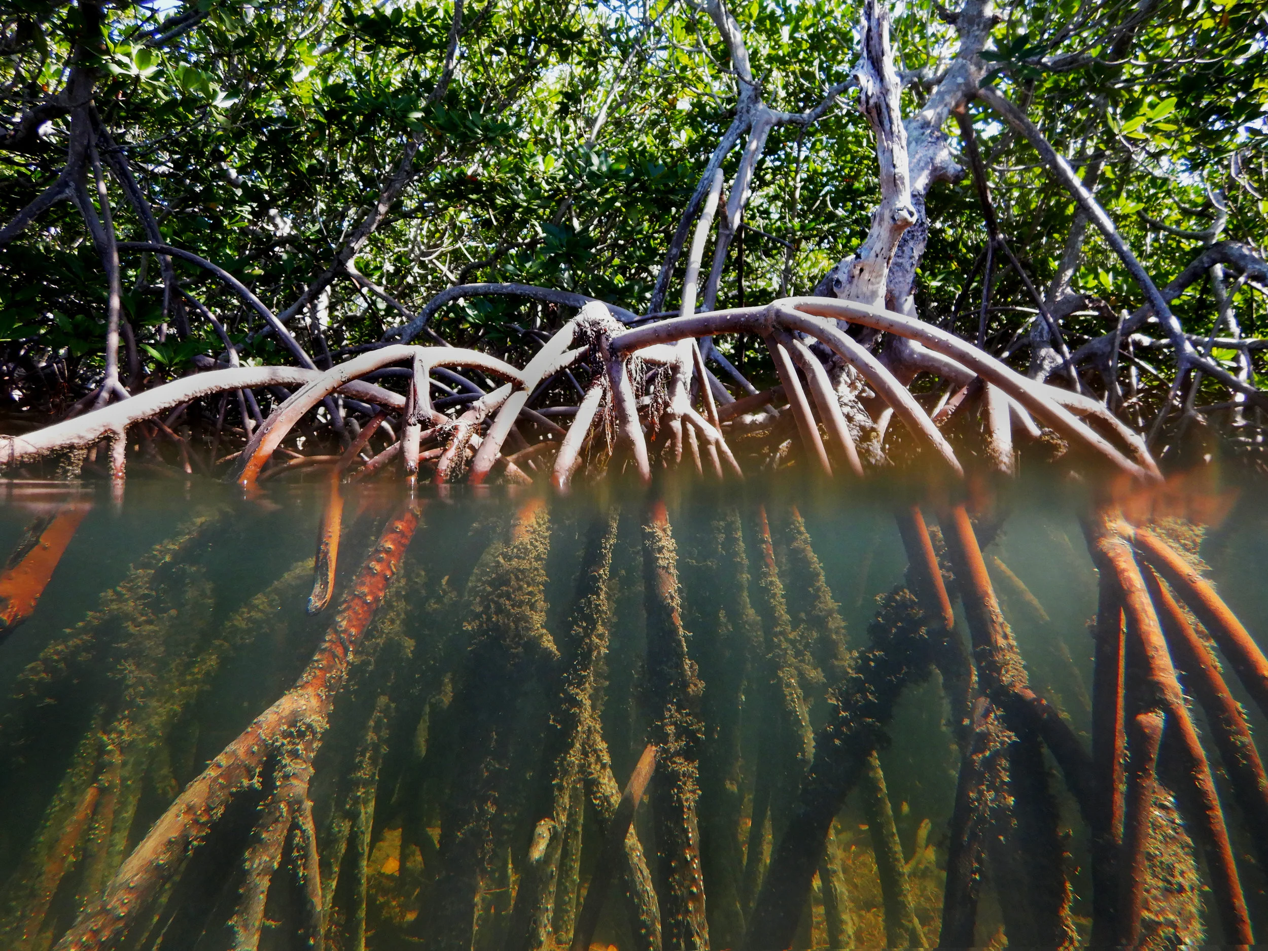Red mangroves ( Rhizophora mangle ) are common along south Florida’s coasts.