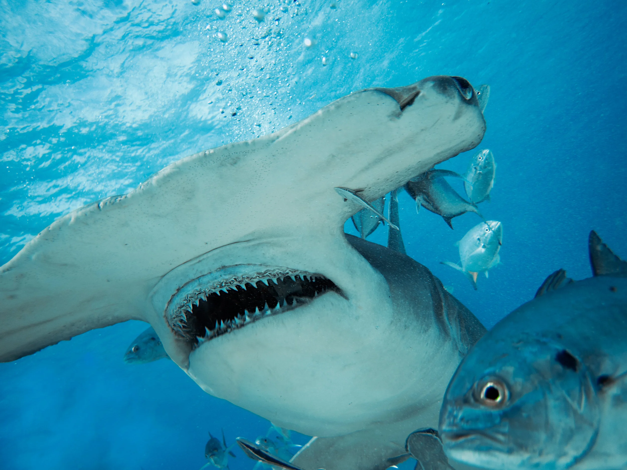 jaws1.jpg