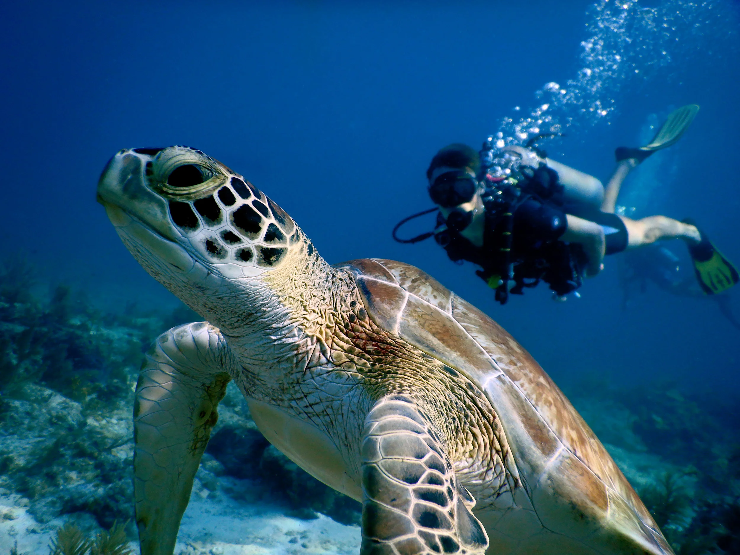 turt_hunter1.jpg