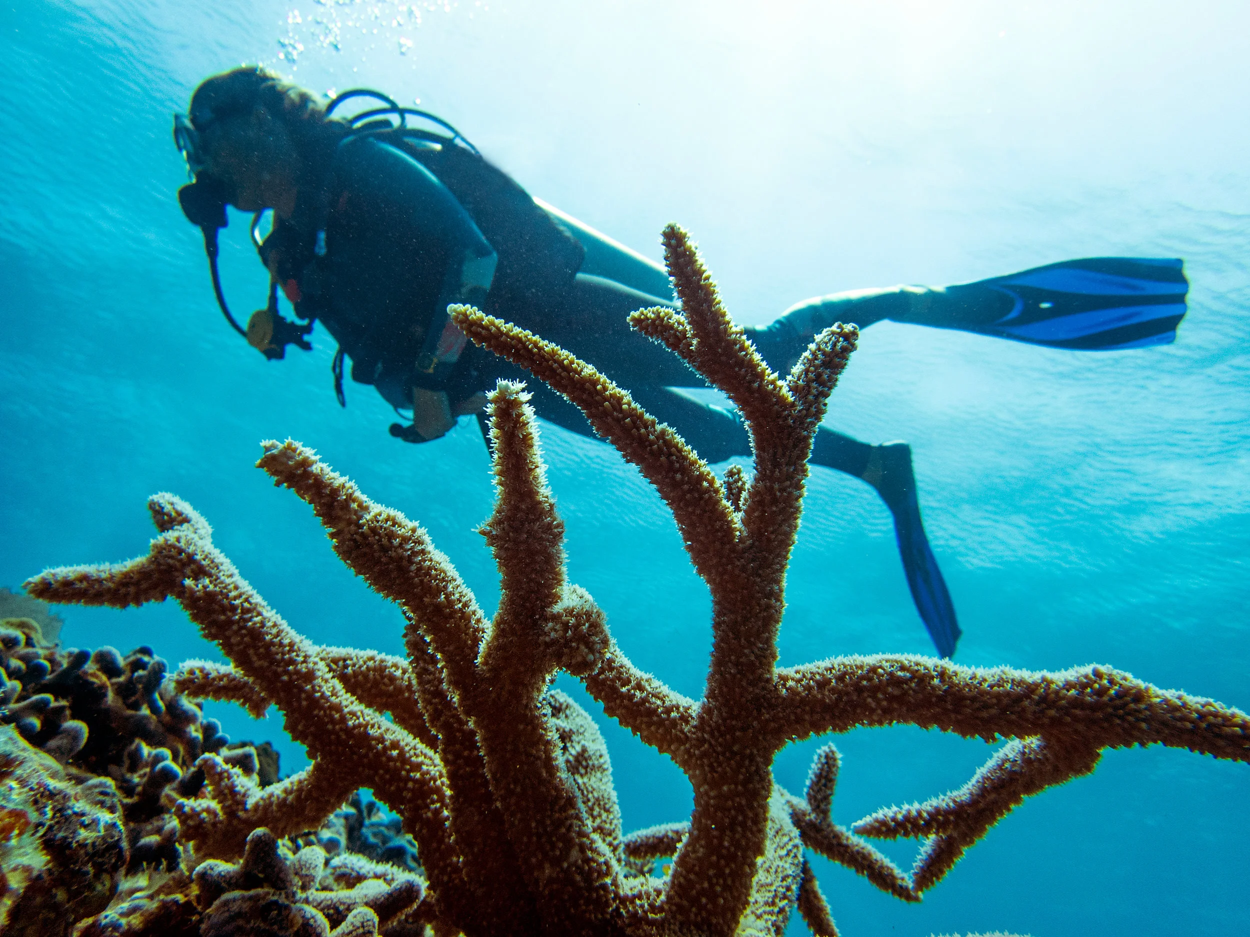 A diver swims above a colony of Acropora cervicornis, commonly known as staghorn coral, in Eleuthera, the Bahamas.